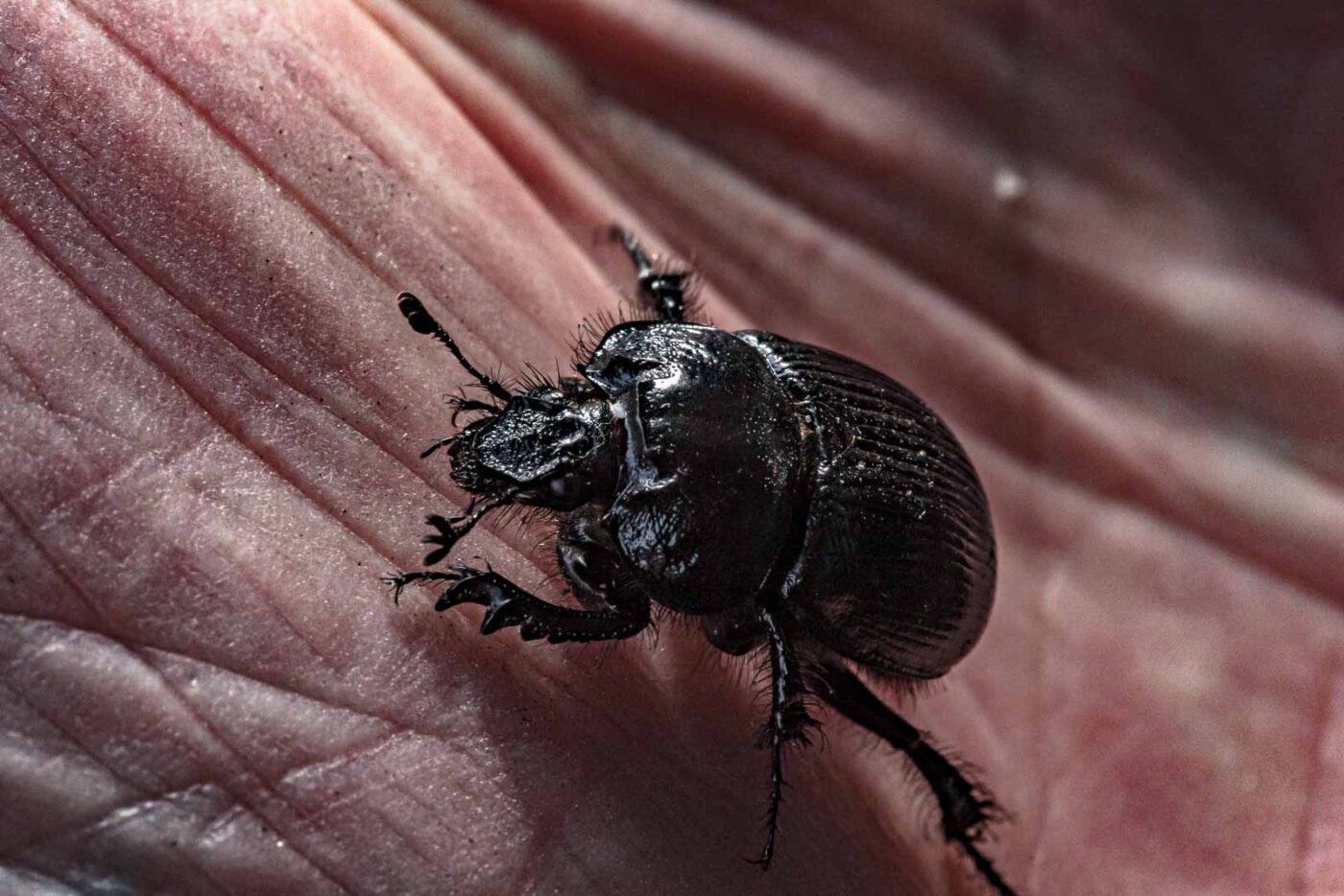 2024-02-10 - RE-Sidenzia auf'm BallKong