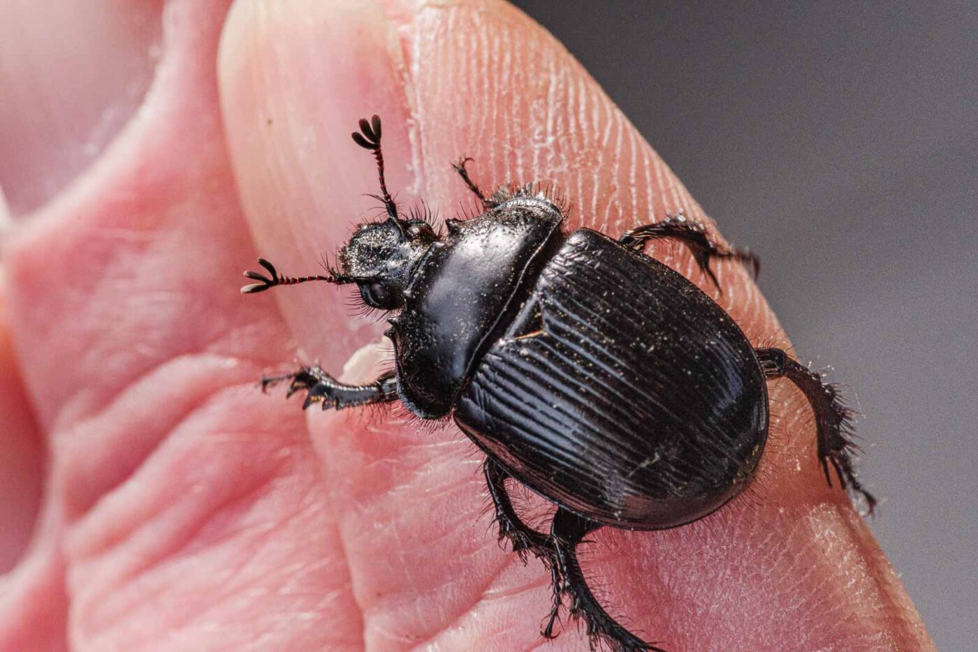 2024-02-10 - RE-Sidenzia auf'm BallKong