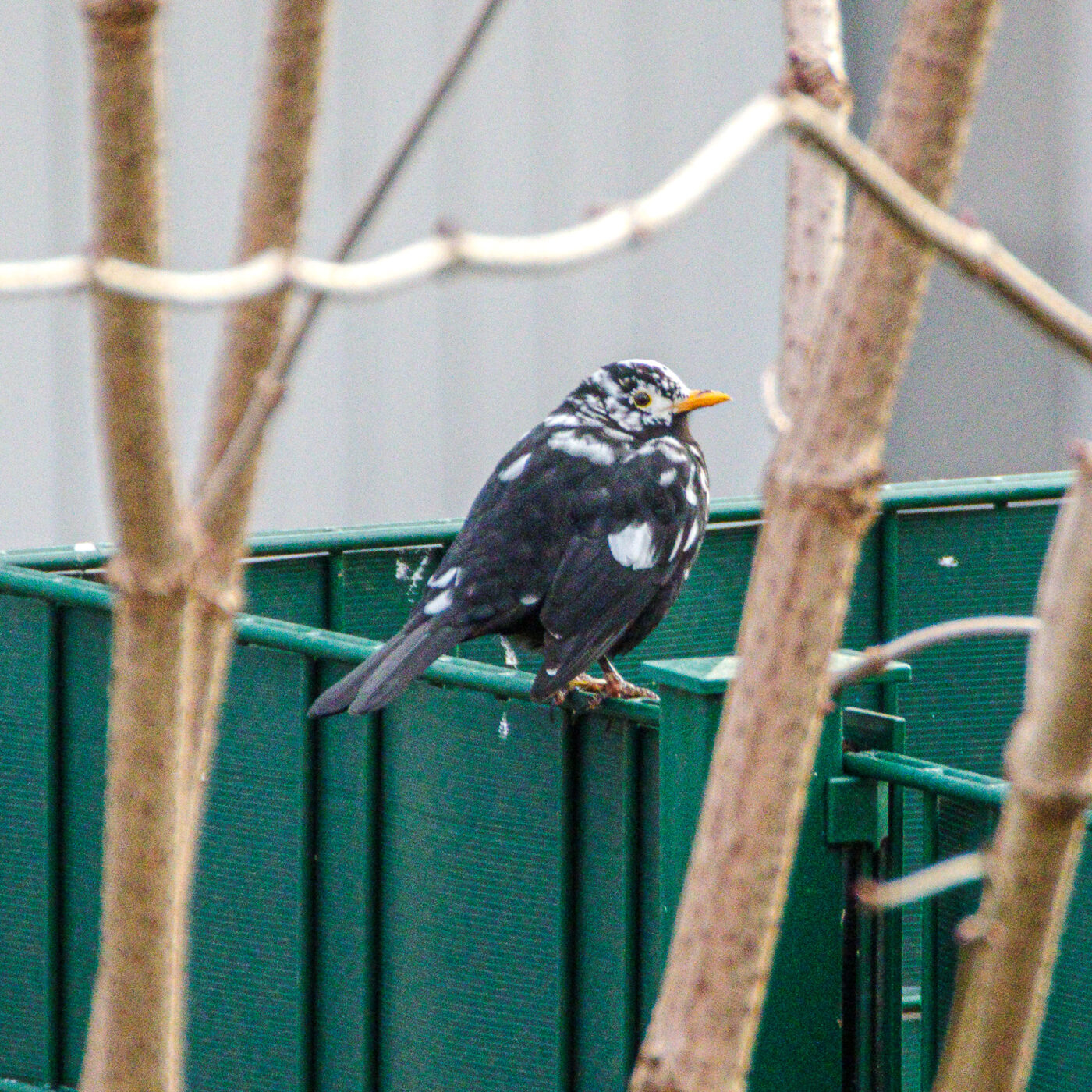 2025-01-08 - RE-Sidenzia auf'm BallKong