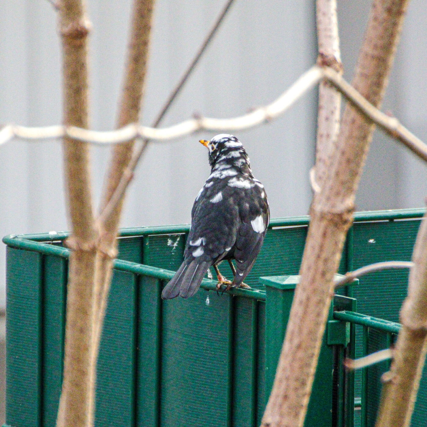 2025-01-08 - RE-Sidenzia auf'm BallKong