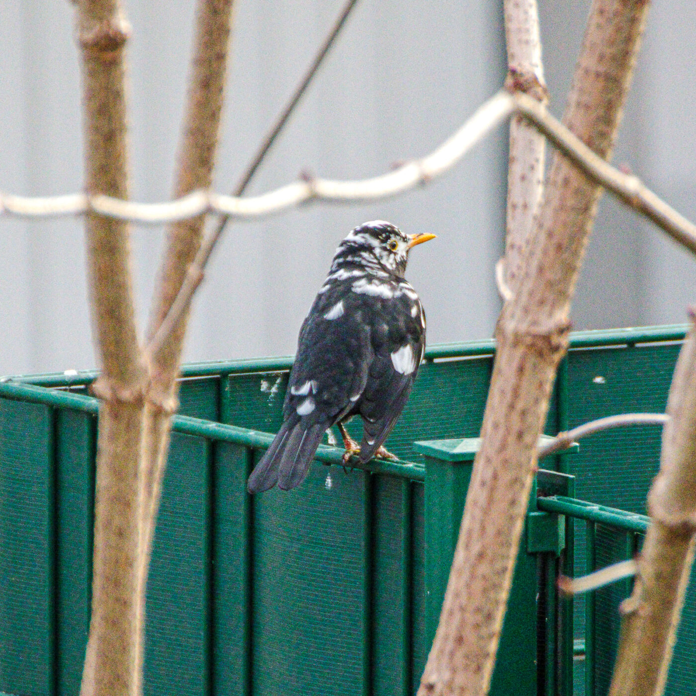 2025-01-08 - RE-Sidenzia auf'm BallKong