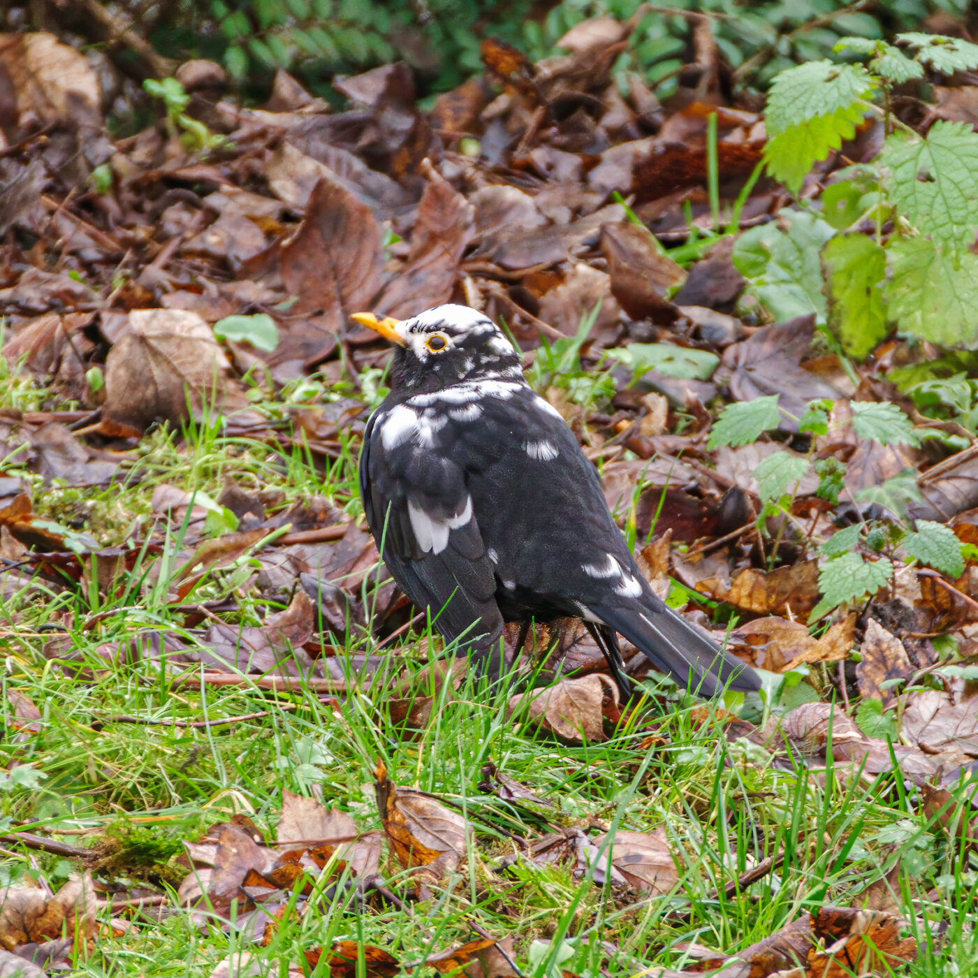 2025-01-08 - RE-Sidenzia auf'm BallKong