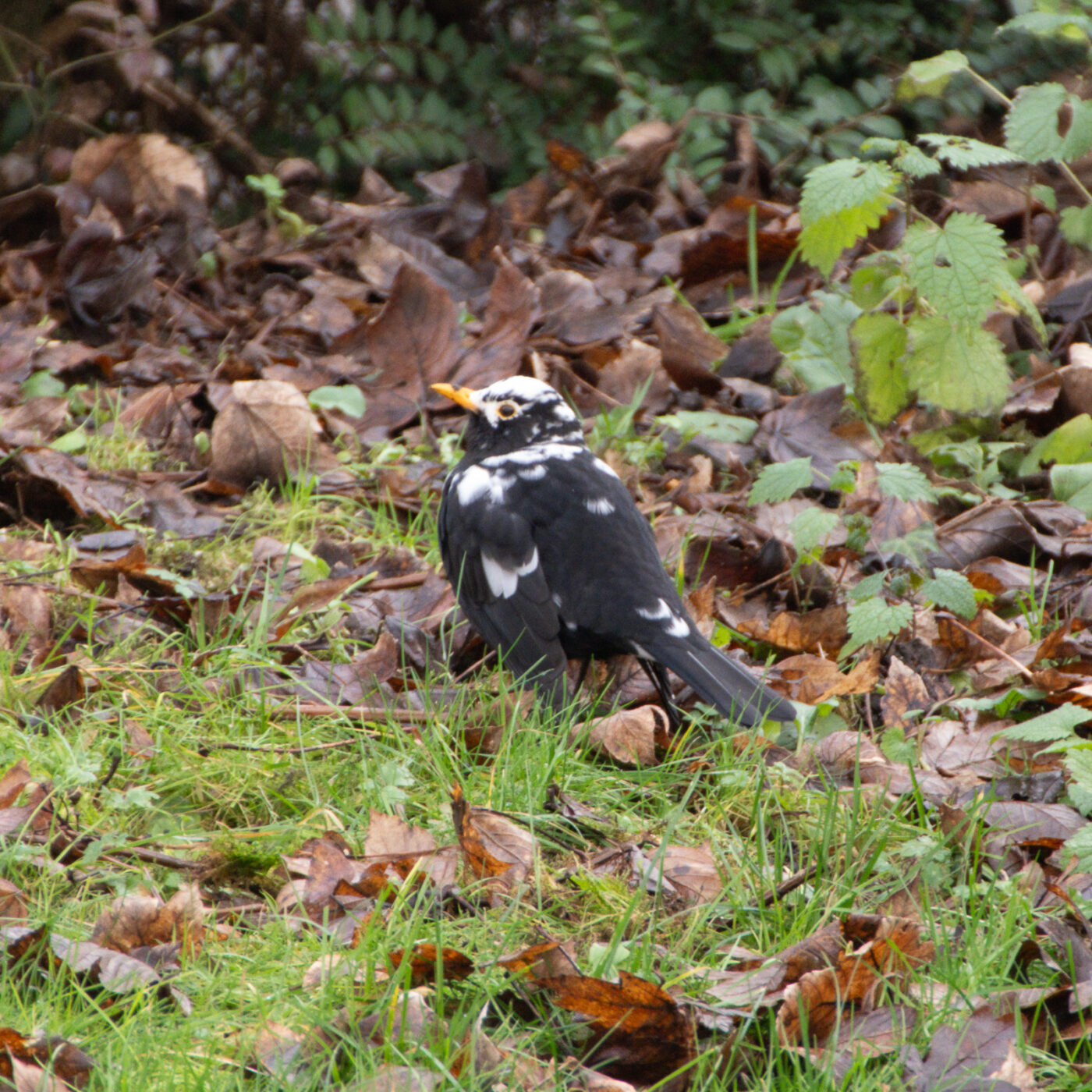 2025-01-08 - RE-Sidenzia auf'm BallKong