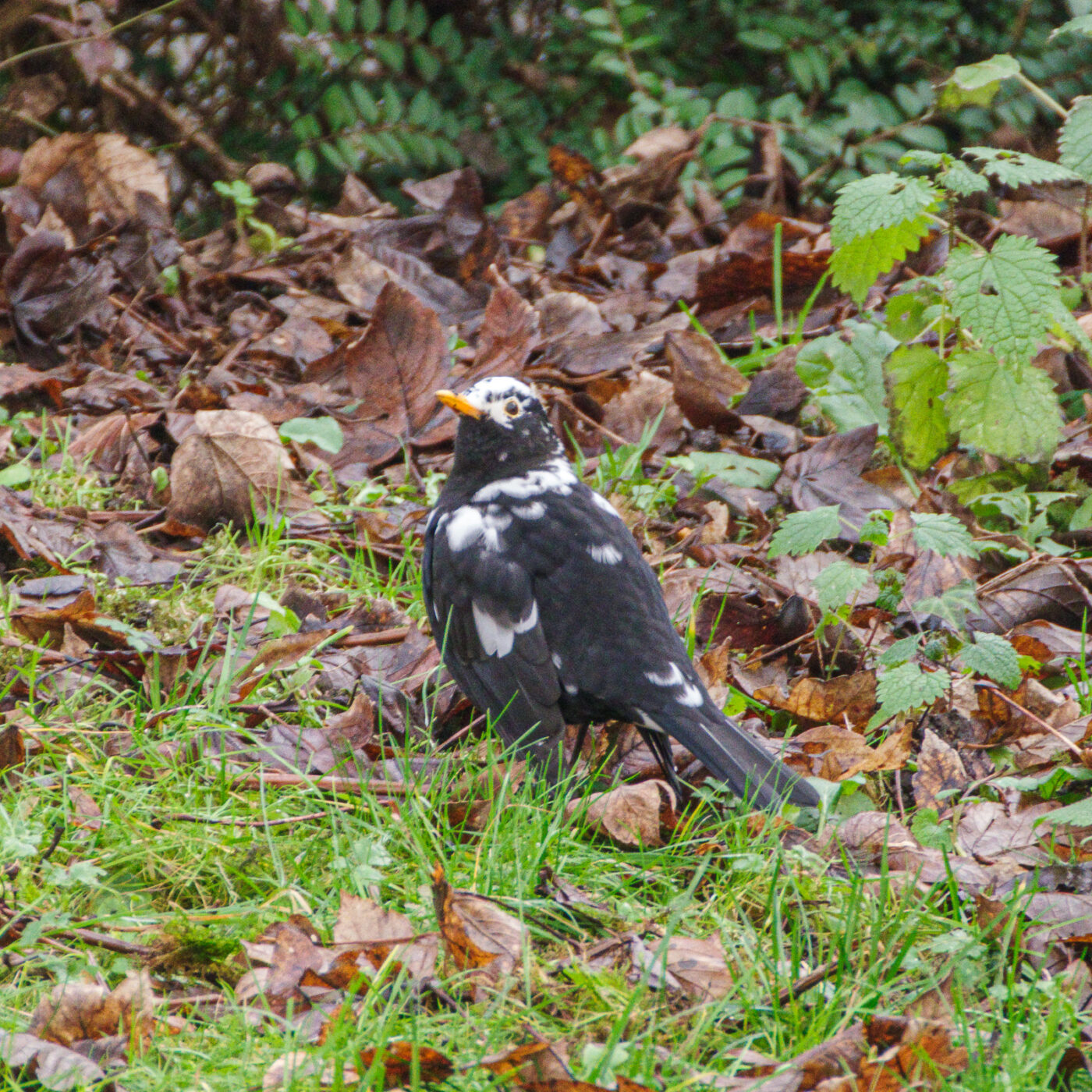 2025-01-08 - RE-Sidenzia auf'm BallKong