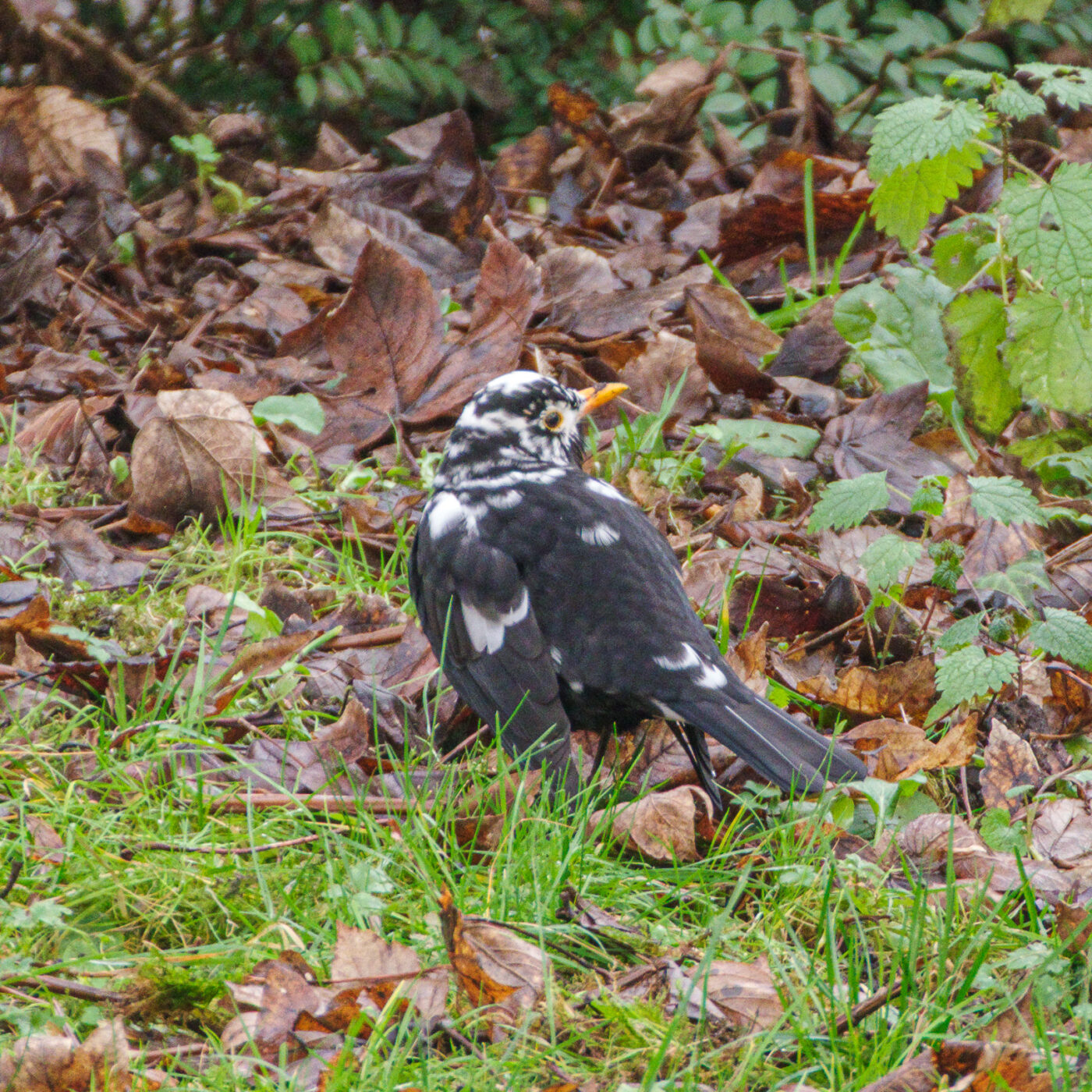 2025-01-08 - RE-Sidenzia auf'm BallKong