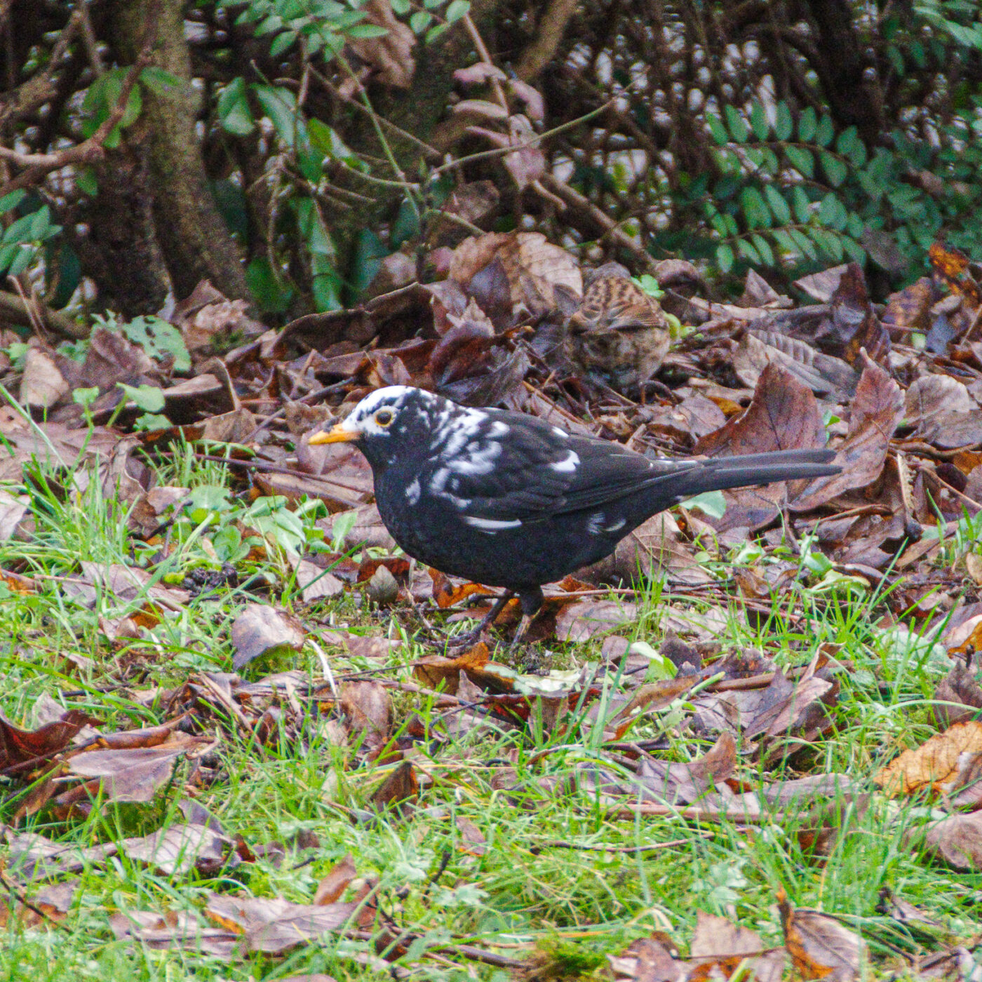 2025-01-08 - RE-Sidenzia auf'm BallKong