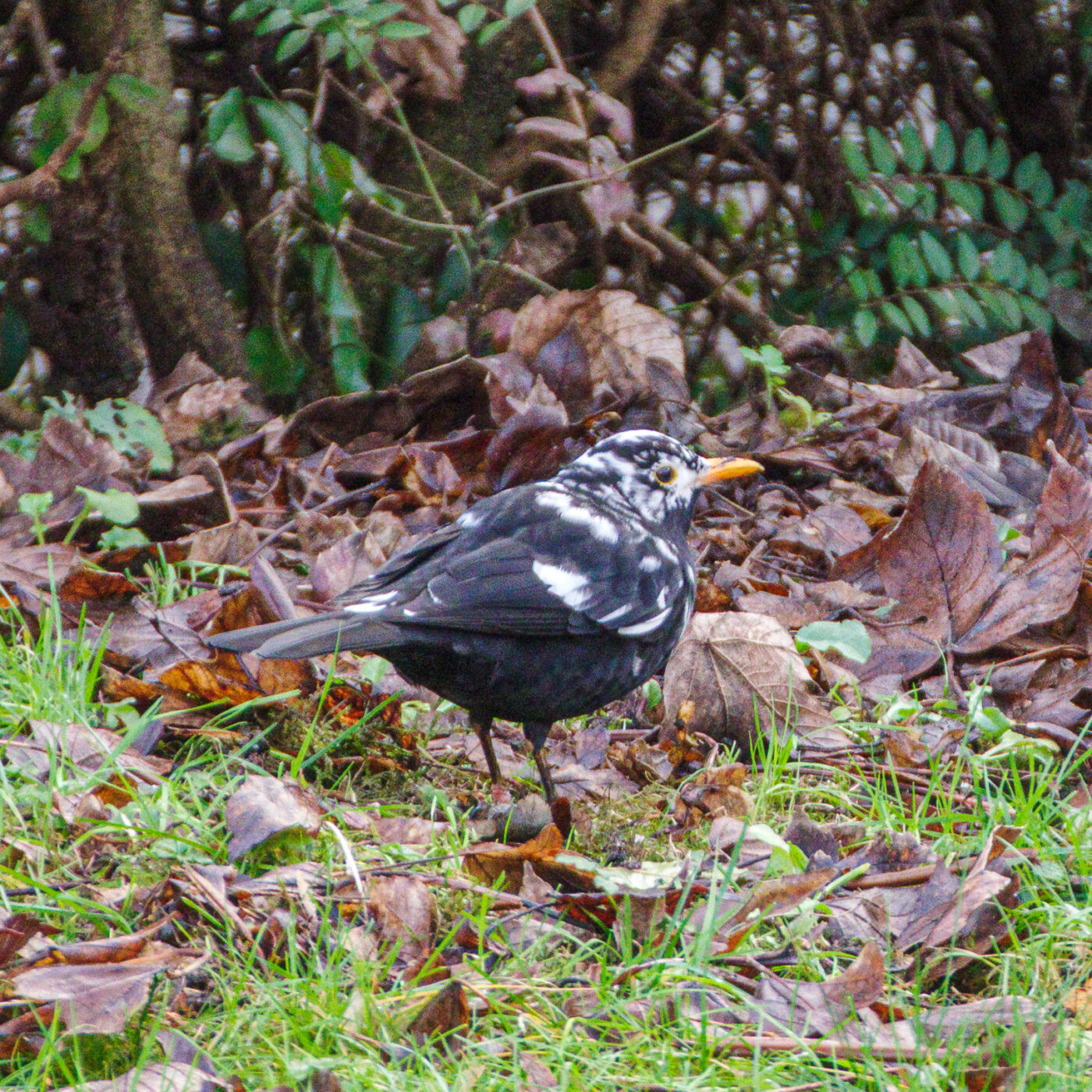 2025-01-08 - RE-Sidenzia auf'm BallKong