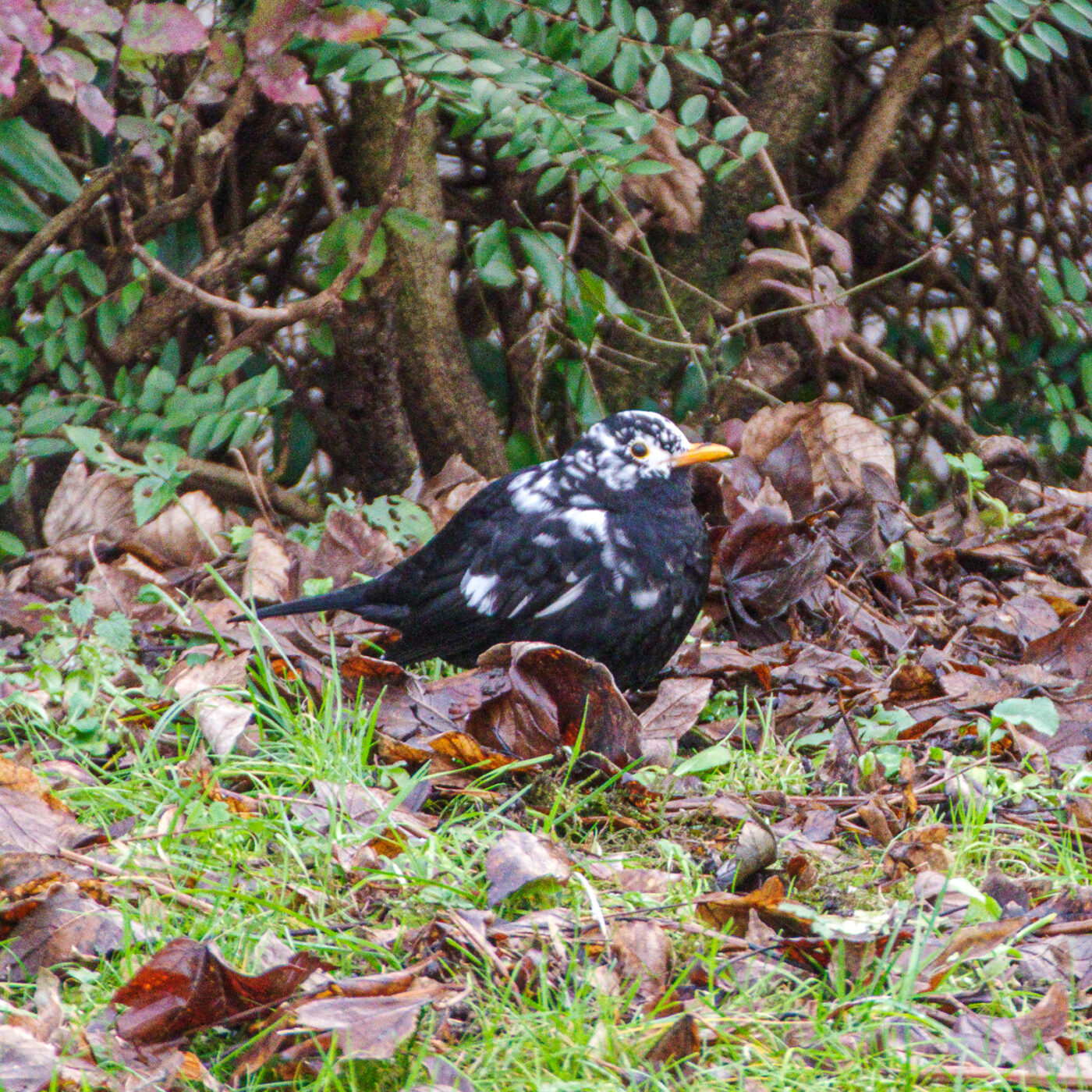 2025-01-08 - RE-Sidenzia auf'm BallKong