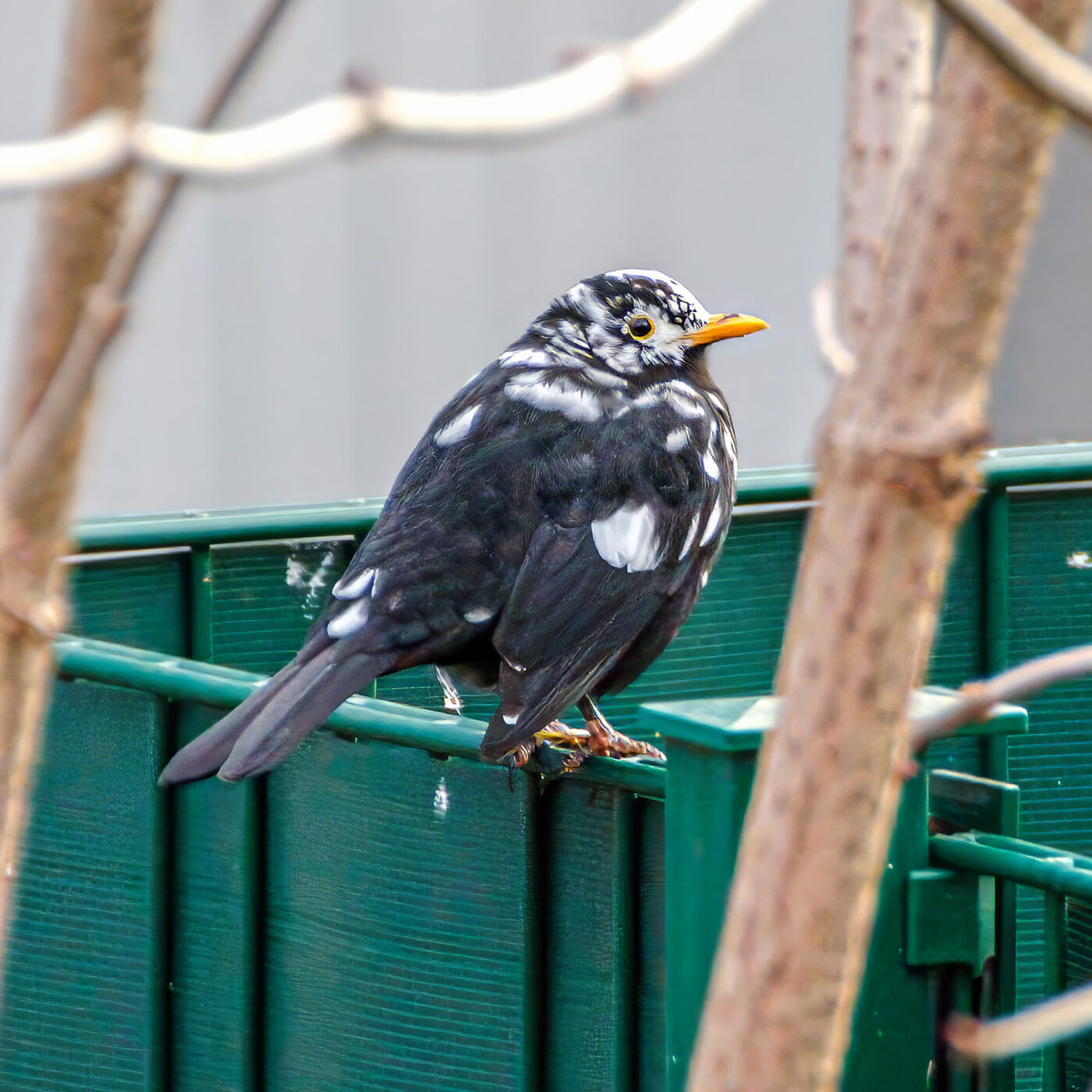 2025-01-08 - RE-Sidenzia auf'm BallKong