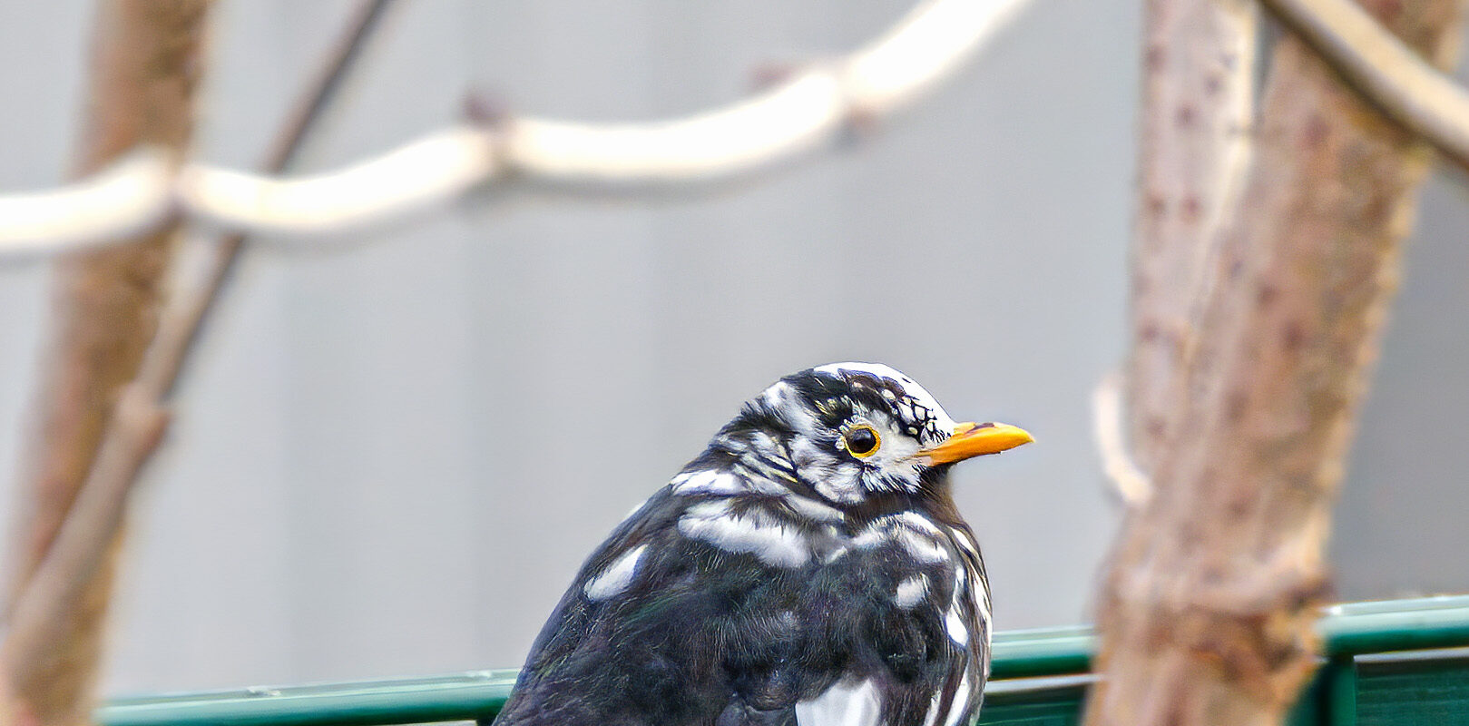 2025-01-08 – Residenzia – Balkon – Albino-Amsel