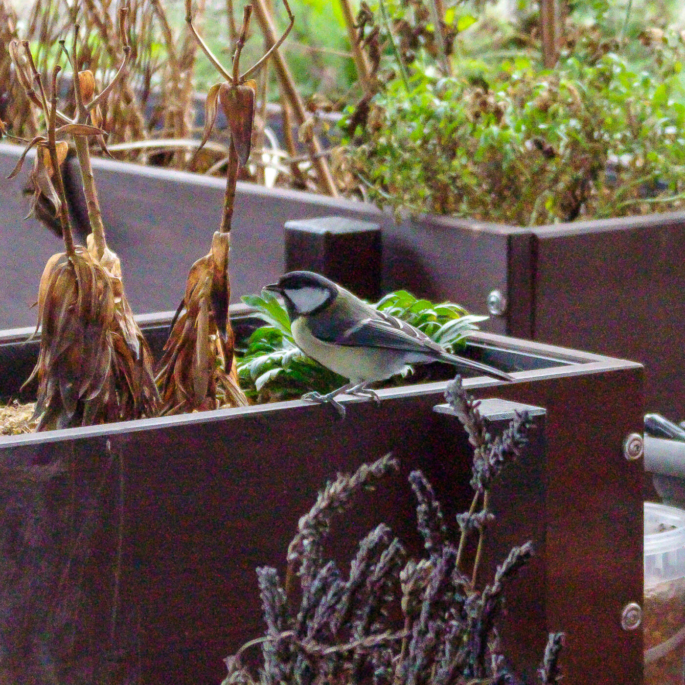 2025-01-08 - RE-Sidenzia auf'm BallKong