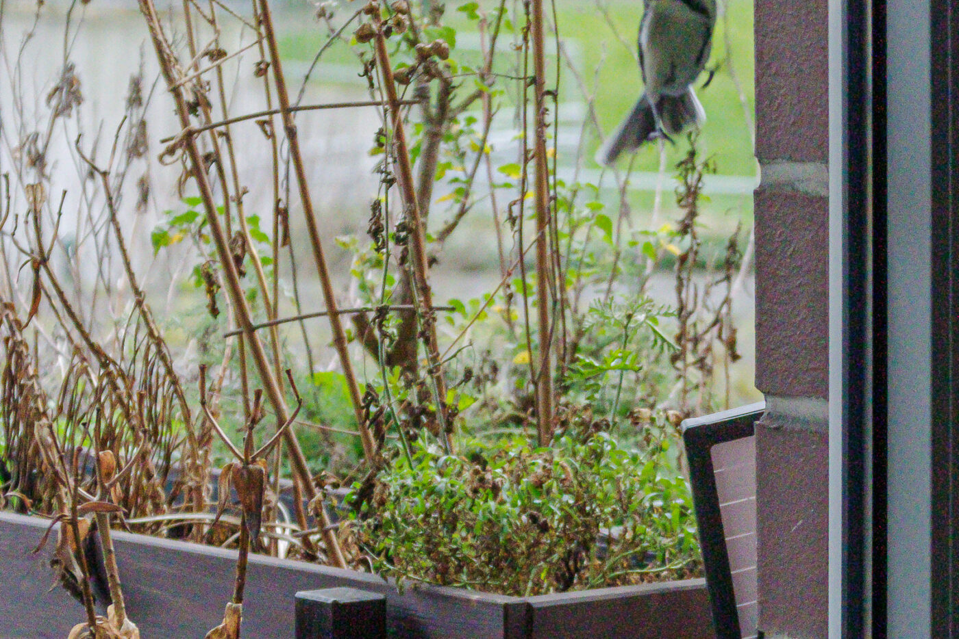 2025-01-08 - RE-Sidenzia auf'm BallKong