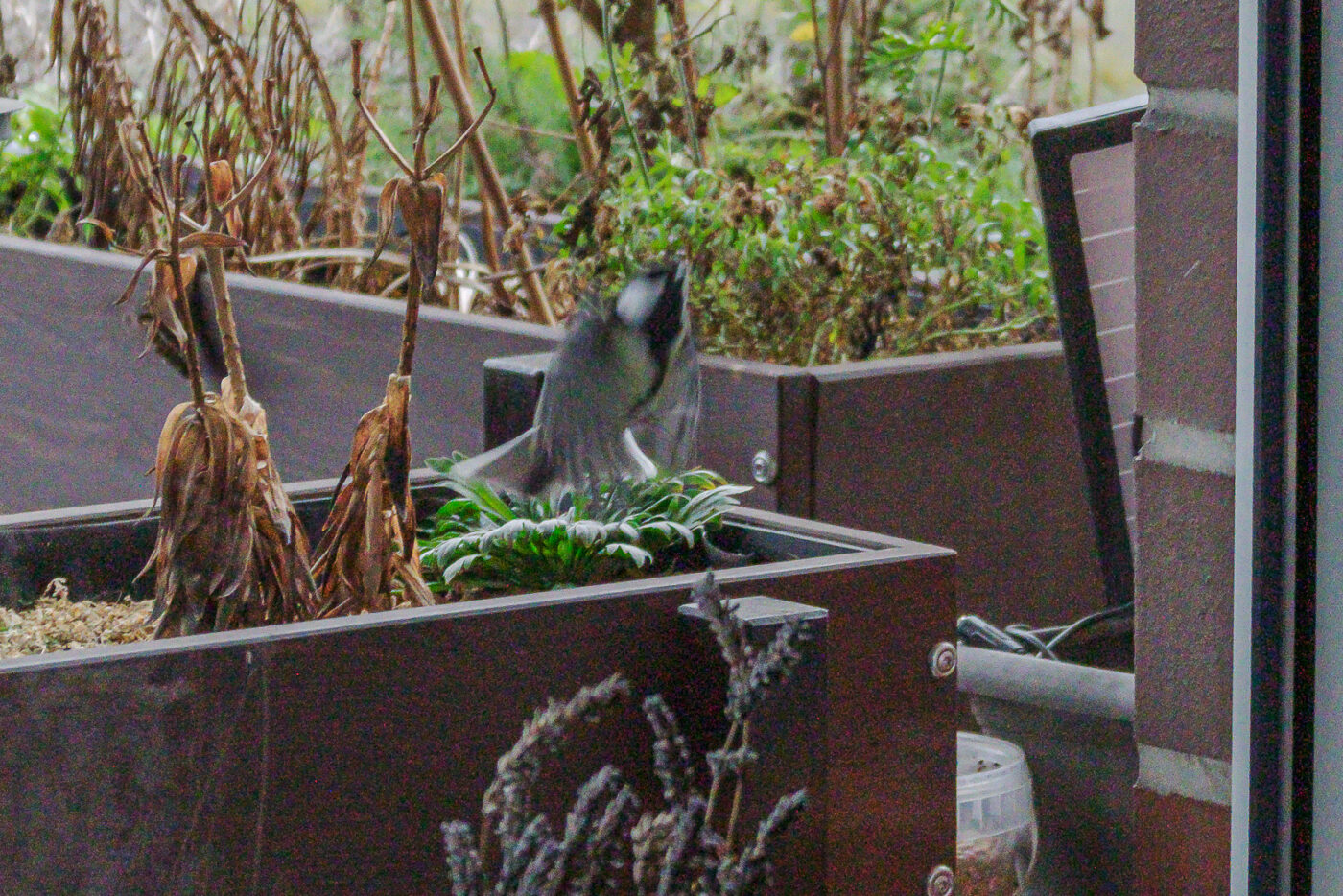 2025-01-08 - RE-Sidenzia auf'm BallKong