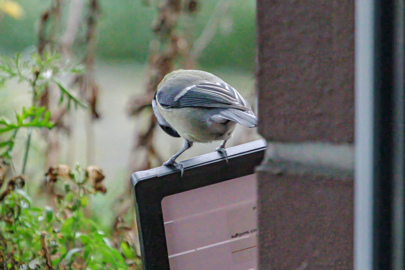 2025-01-08 - RE-Sidenzia auf'm BallKong