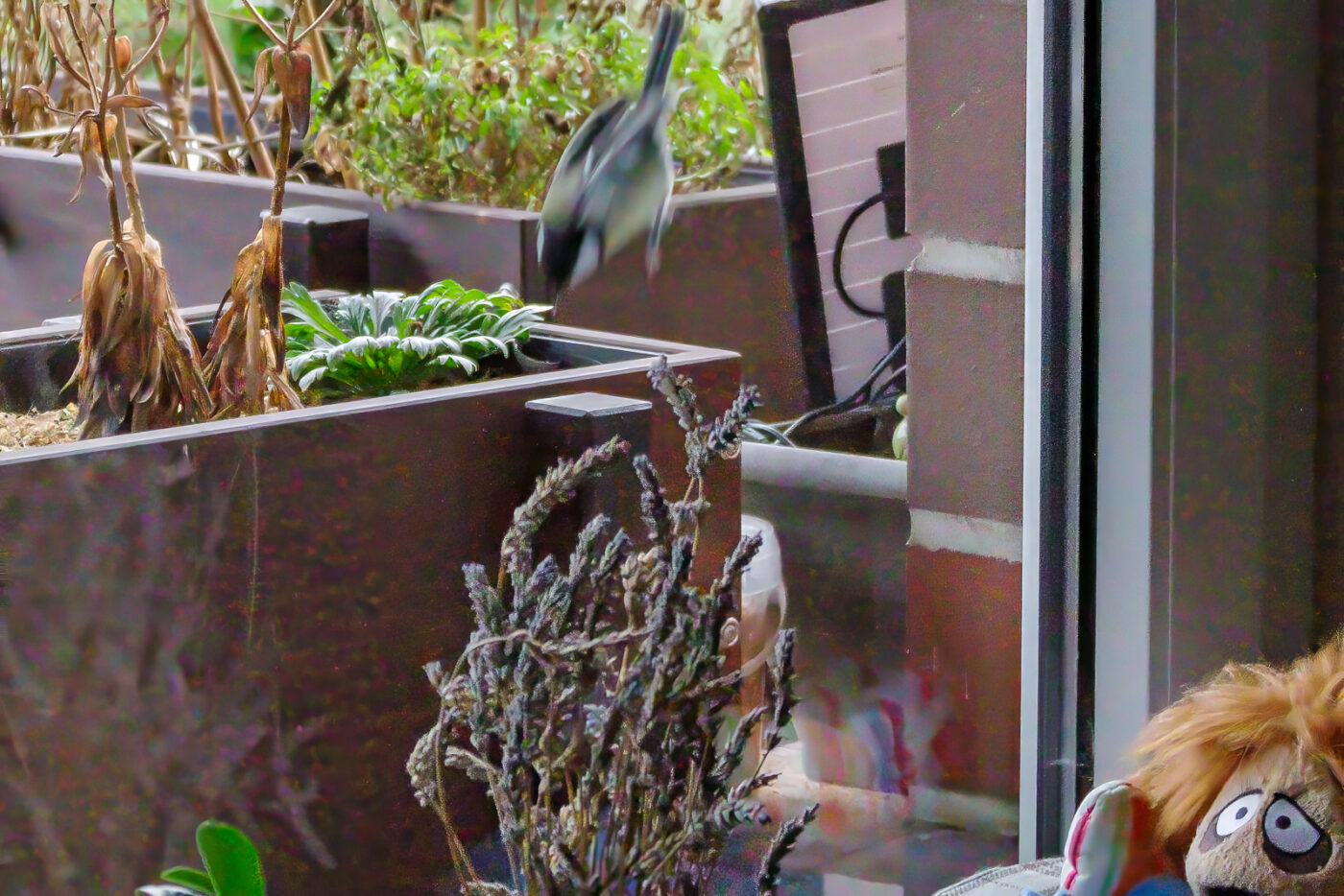 2025-01-08 - RE-Sidenzia auf'm BallKong