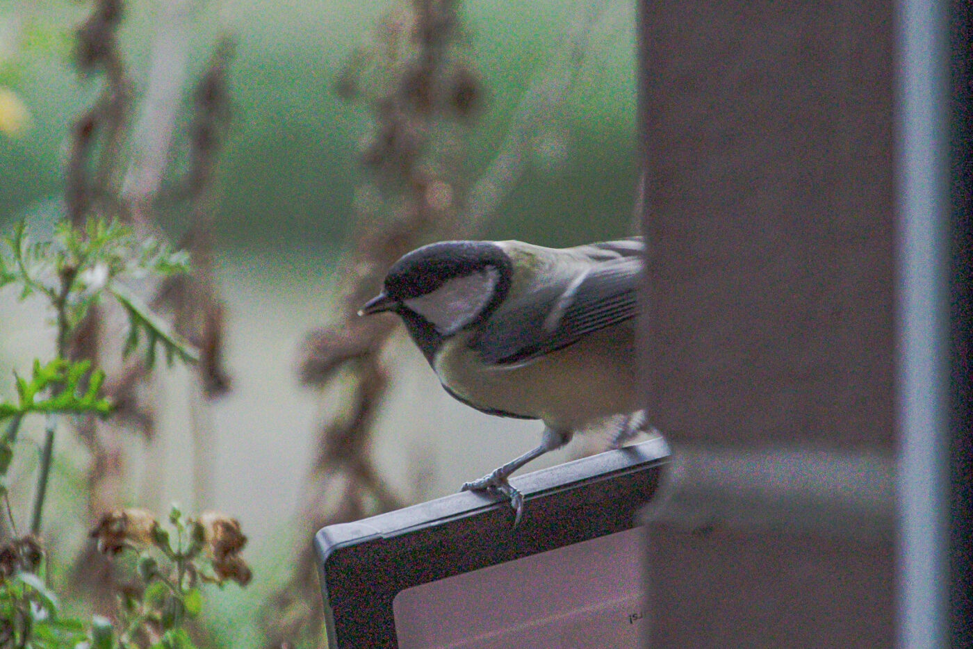 2025-01-08 - RE-Sidenzia auf'm BallKong