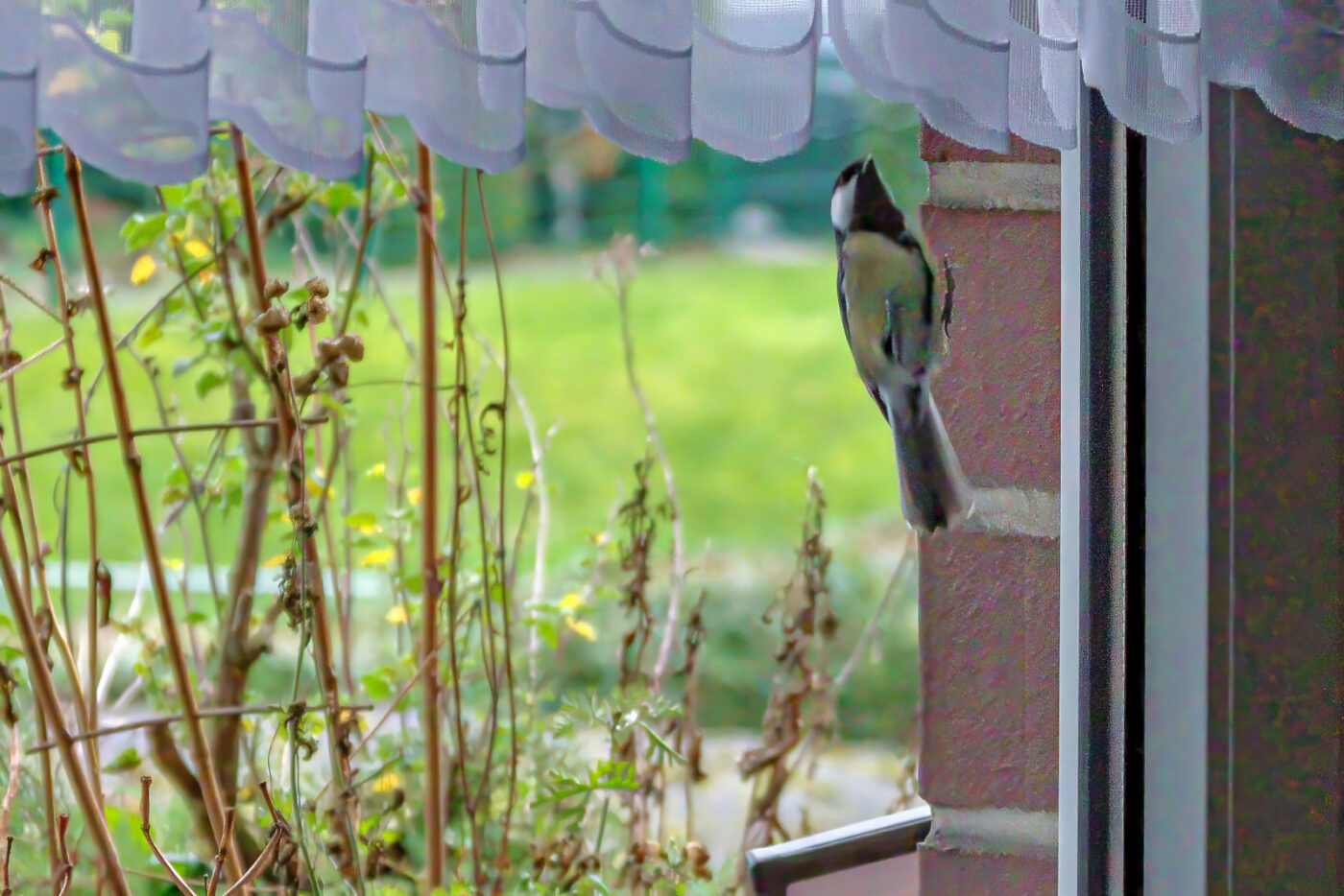 2025-01-08 - RE-Sidenzia auf'm BallKong