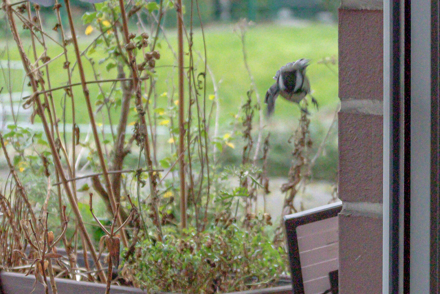 2025-01-08 - RE-Sidenzia auf'm BallKong