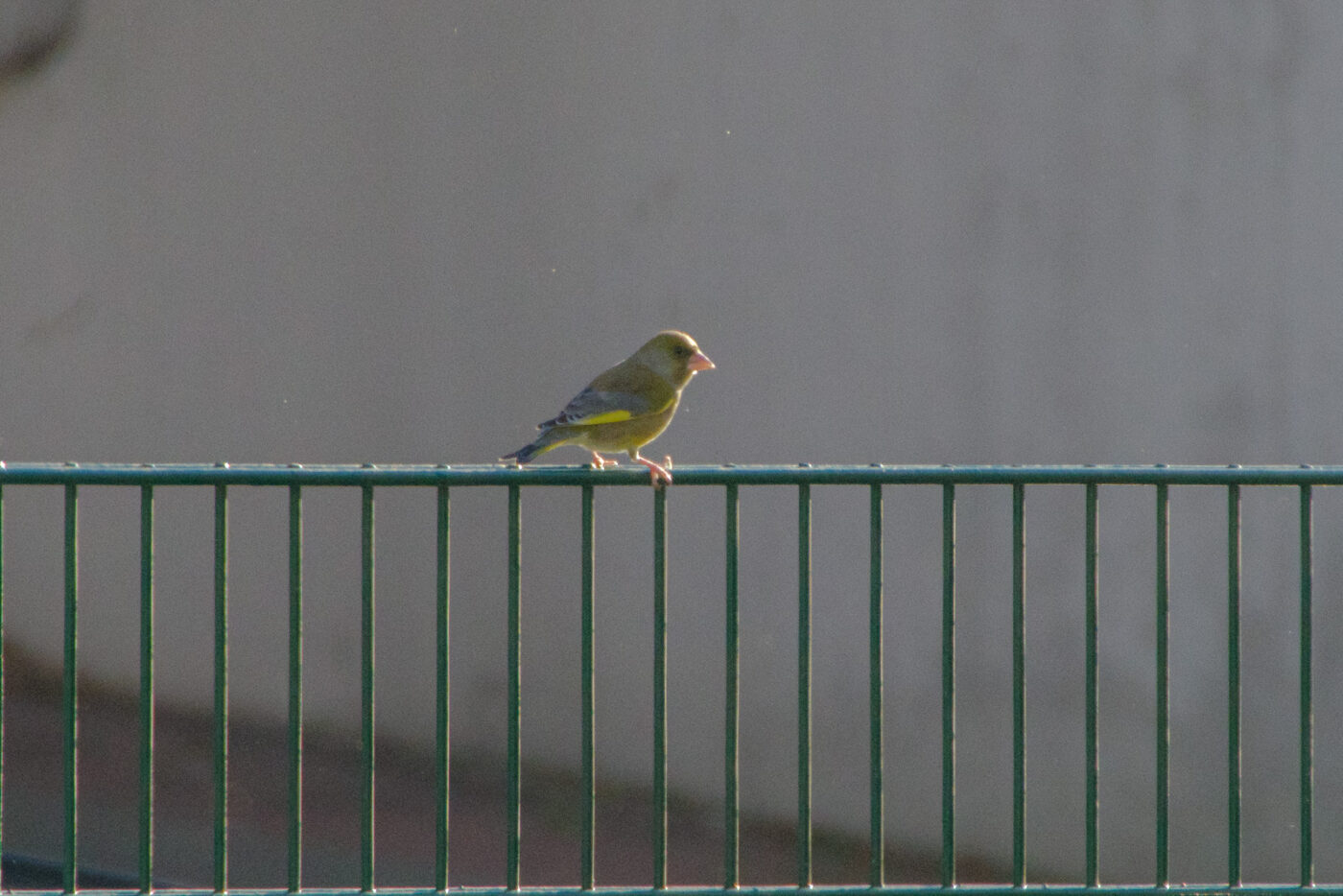 2025-01-12 - RE-Sidenzia auf'm BallKong