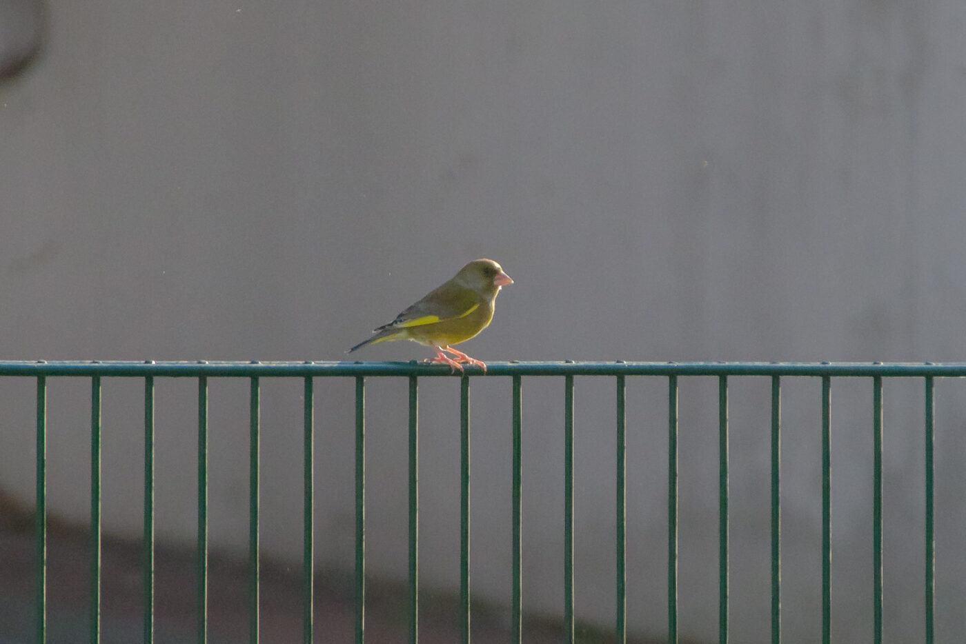 2025-01-12 - RE-Sidenzia auf'm BallKong