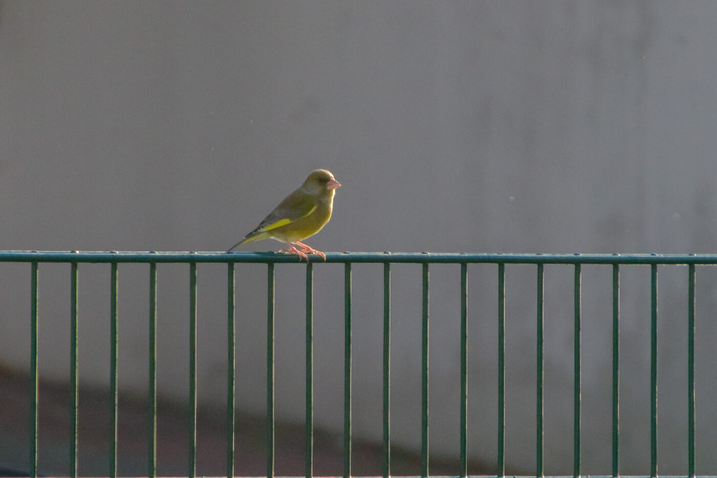 2025-01-12 - RE-Sidenzia auf'm BallKong