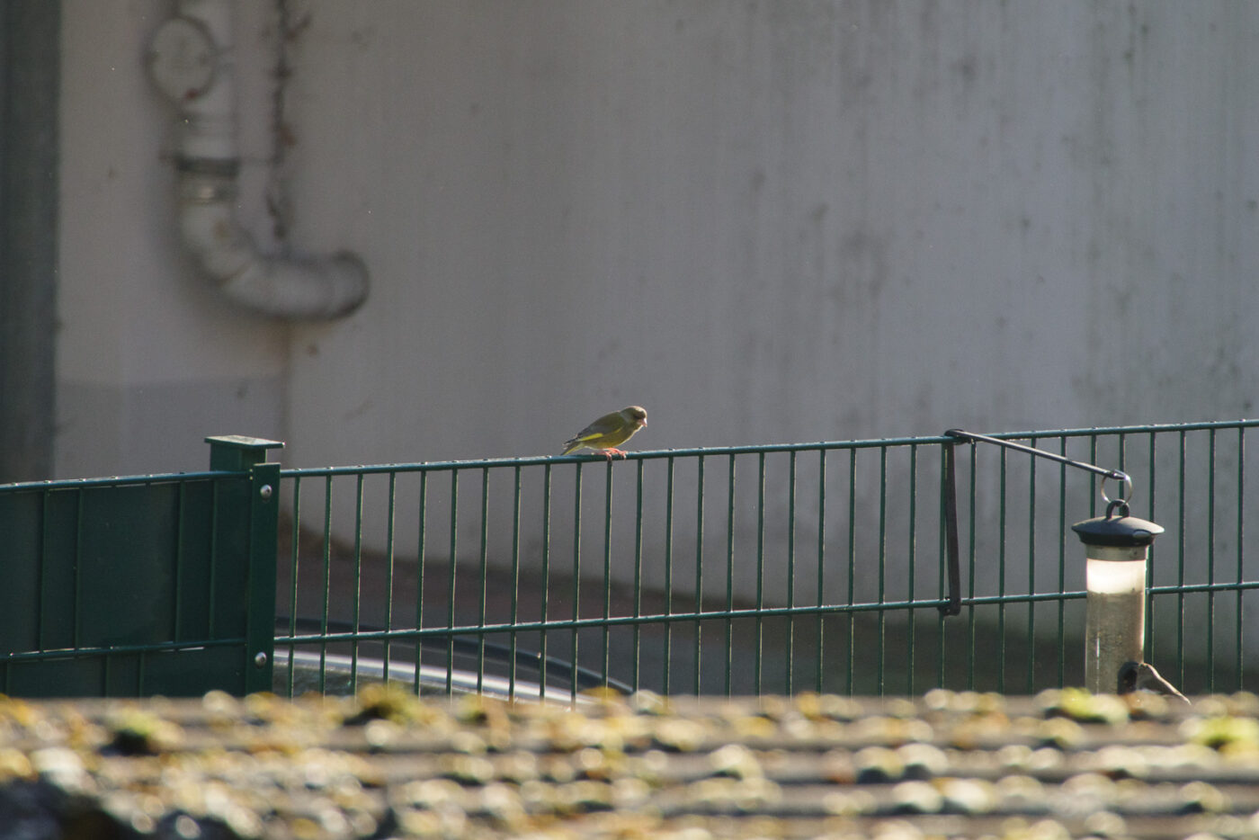 2025-01-12 - RE-Sidenzia auf'm BallKong