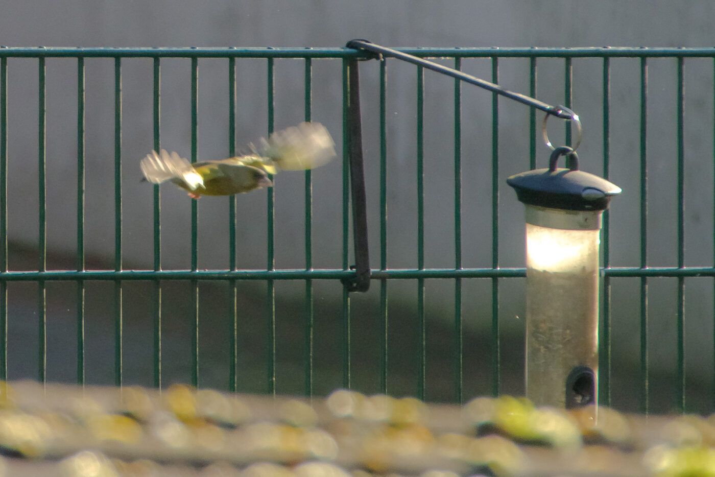 2025-01-12 - RE-Sidenzia auf'm BallKong