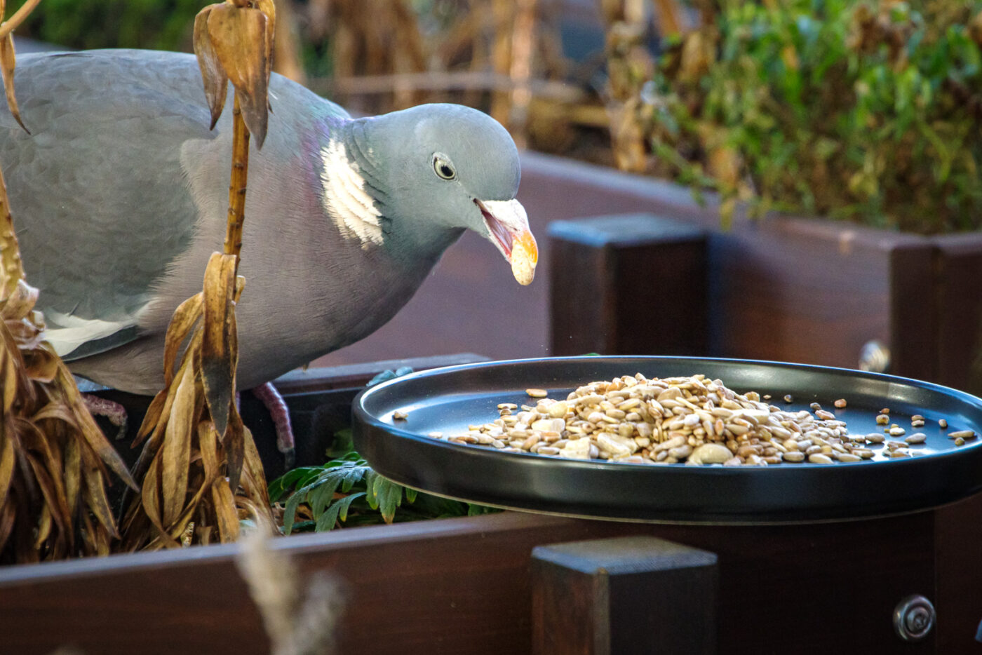 2025-01-12 - RE-Sidenzia auf'm BallKong