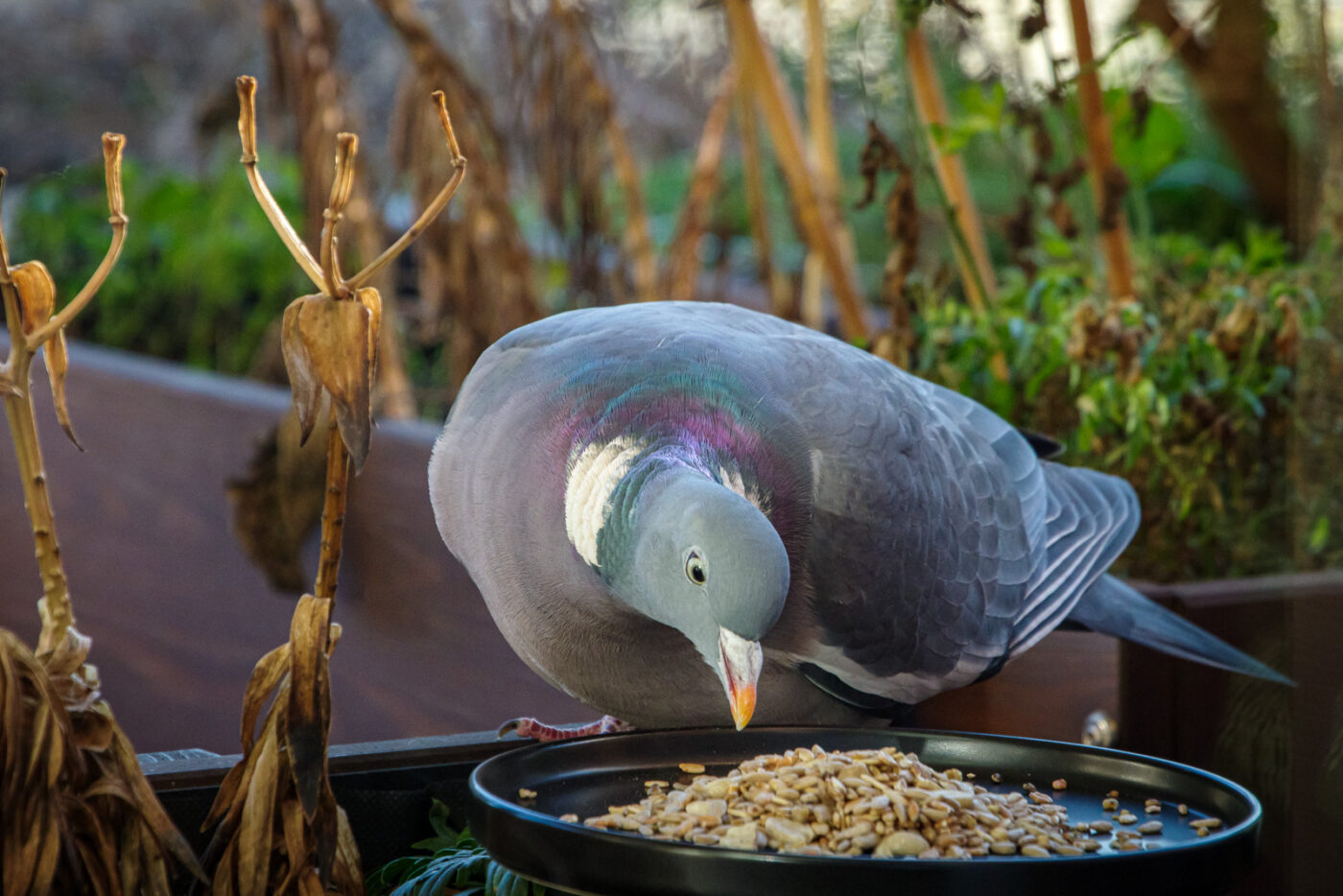 2025-01-12 - RE-Sidenzia auf'm BallKong