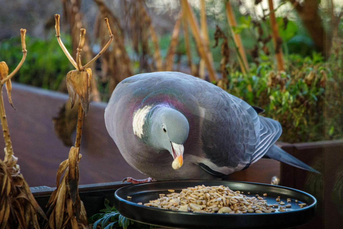 2025-01-12 - RE-Sidenzia auf'm BallKong