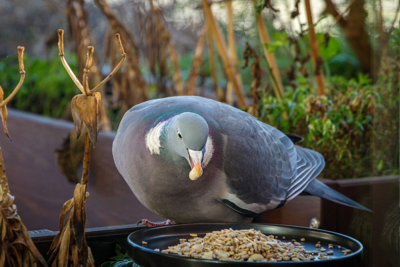 2025-01-12 - RE-Sidenzia auf'm BallKong