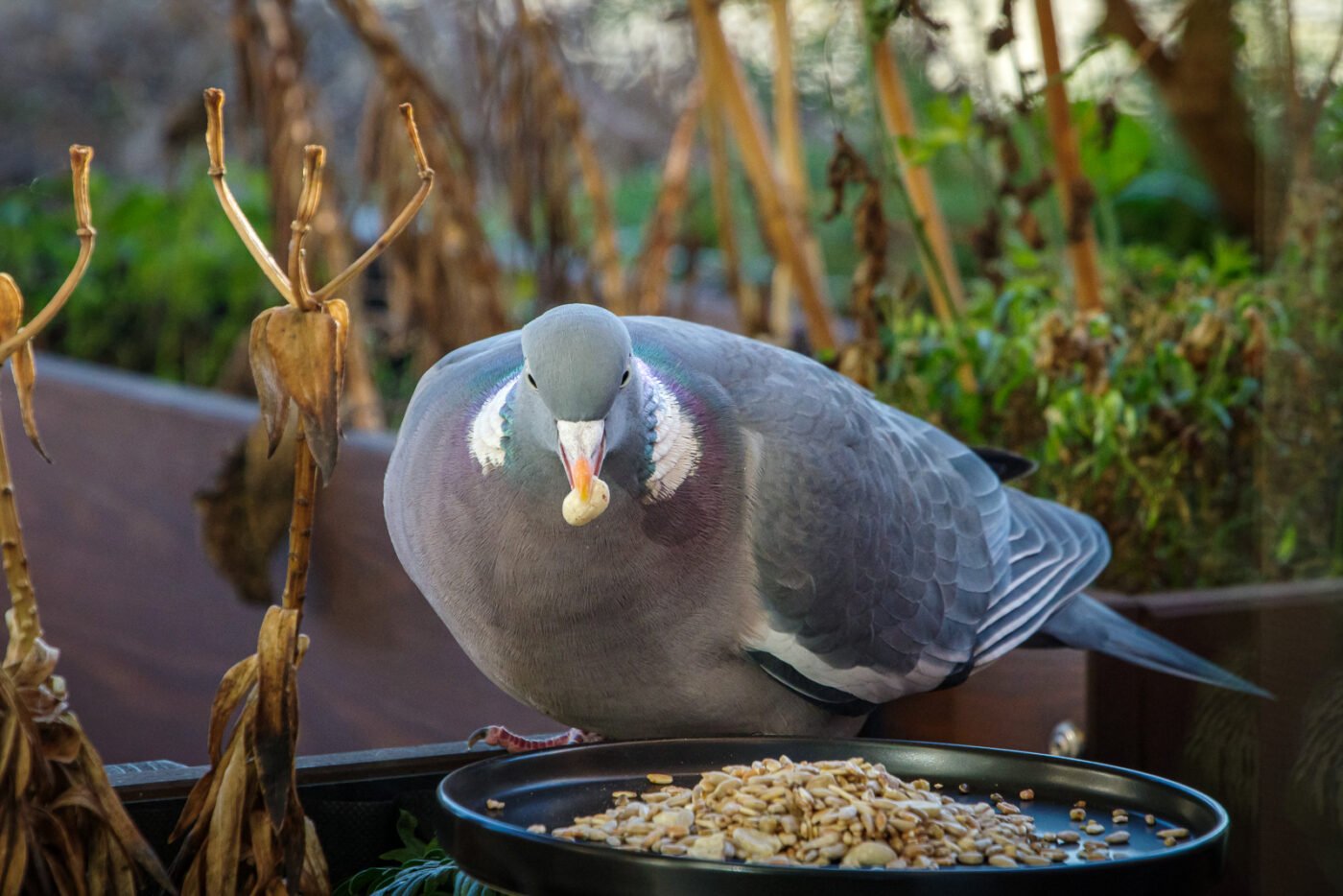 2025-01-12 - RE-Sidenzia auf'm BallKong