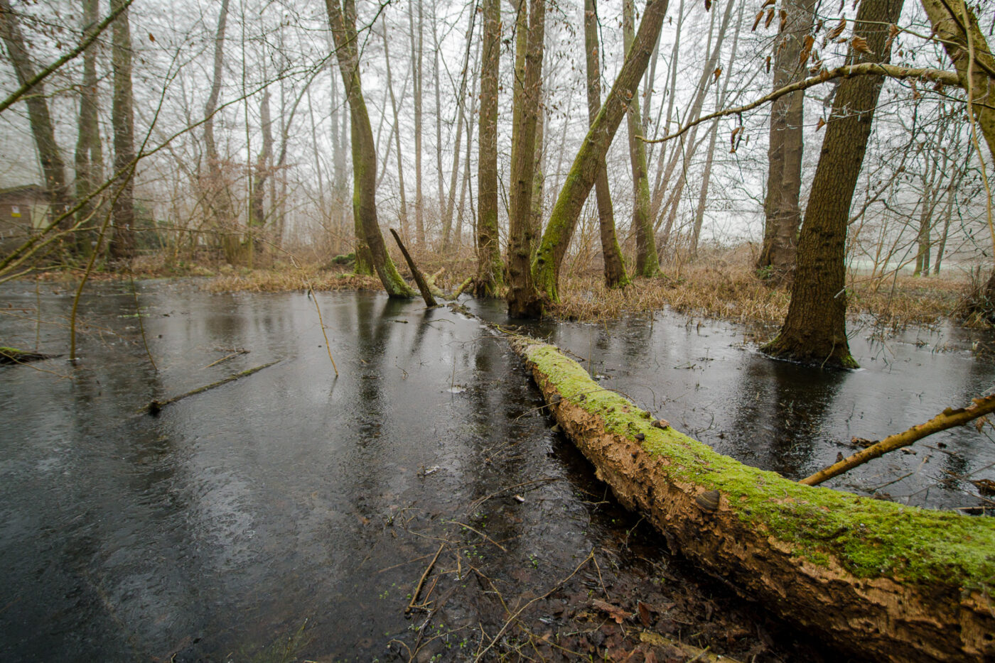 2025-01-19 - NSG Die Burg Marl