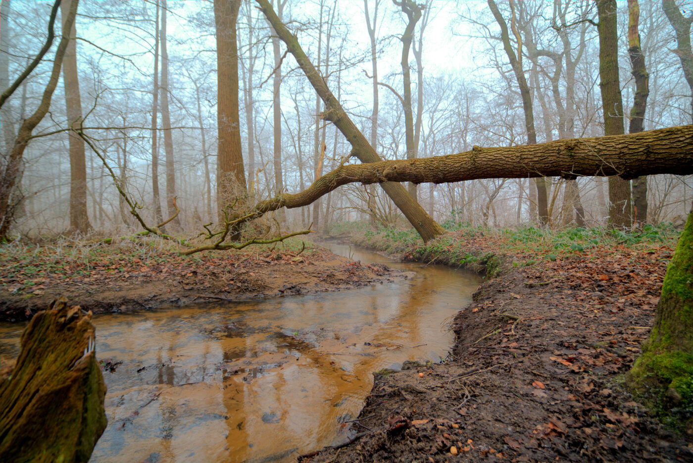 2025-01-19 - NSG Die Burg Marl