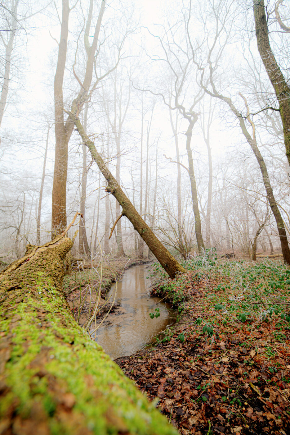 2025-01-19 - NSG Die Burg Marl