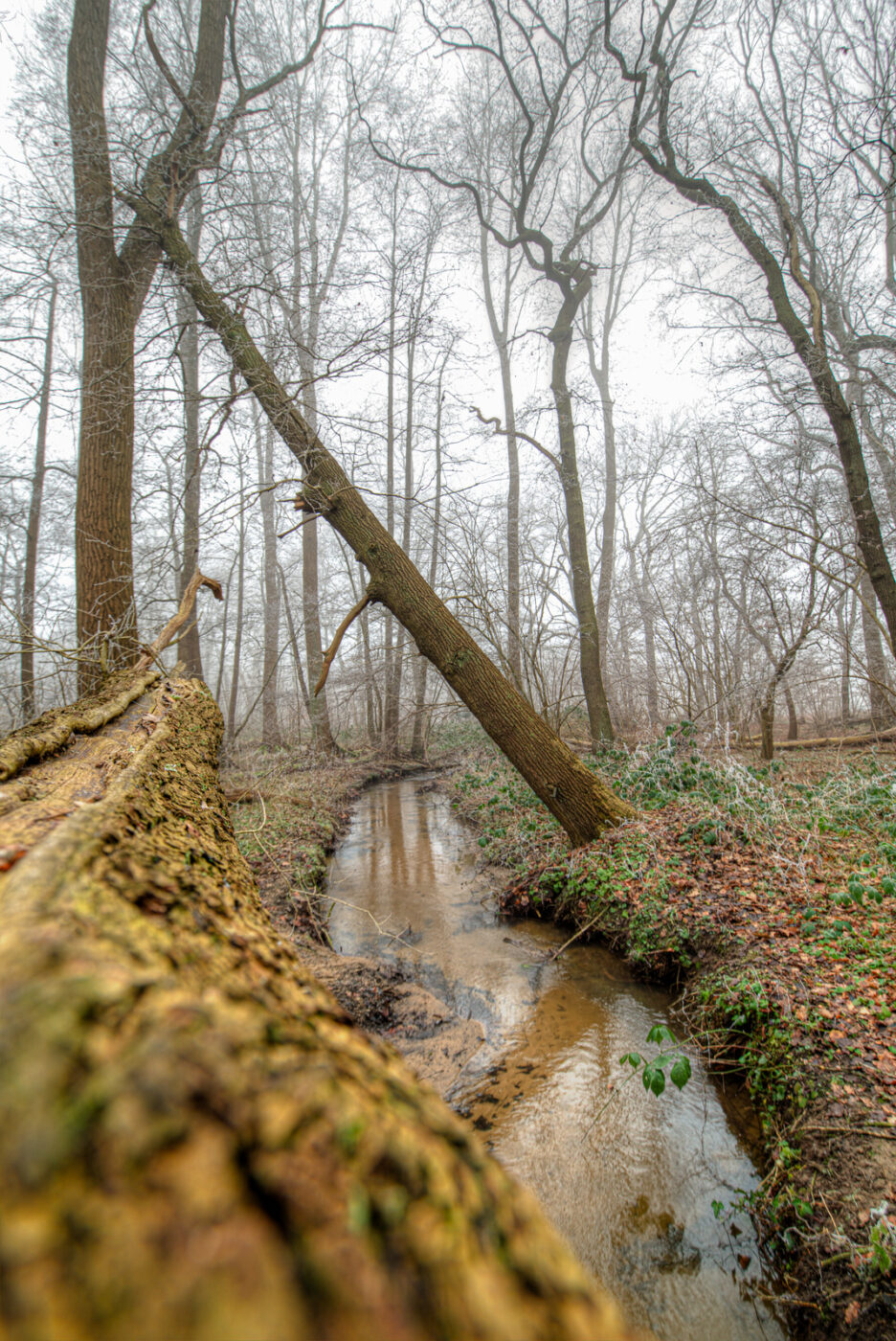 2025-01-19 - NSG Die Burg Marl