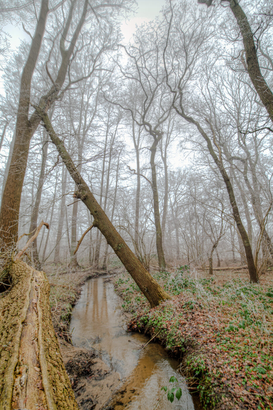 2025-01-19 - NSG Die Burg Marl