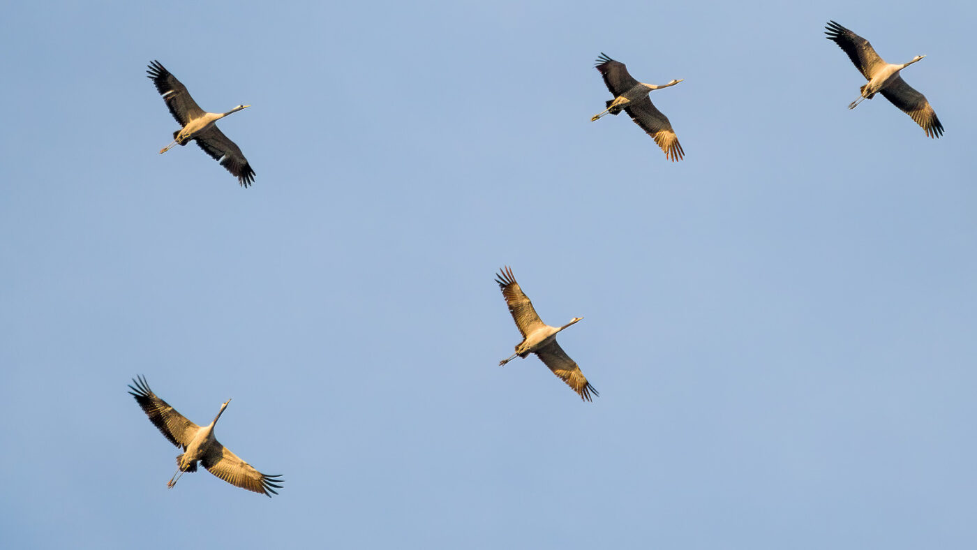 2025-02-21 - RE-Sidenzia auf'm BallKong