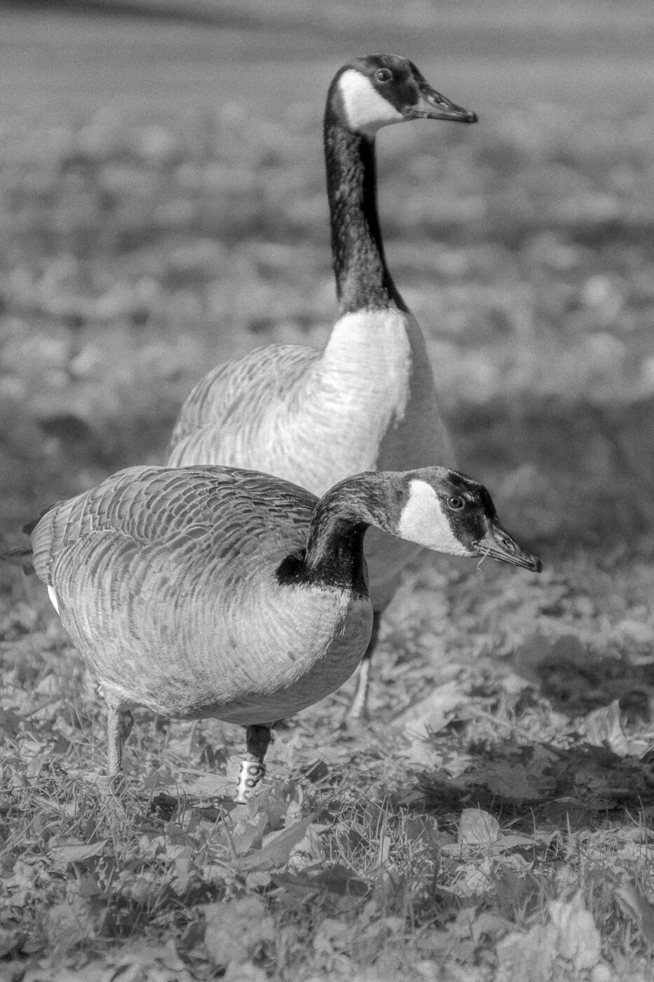 2025-03-19 - Marl - Volkspark und Alt Marl