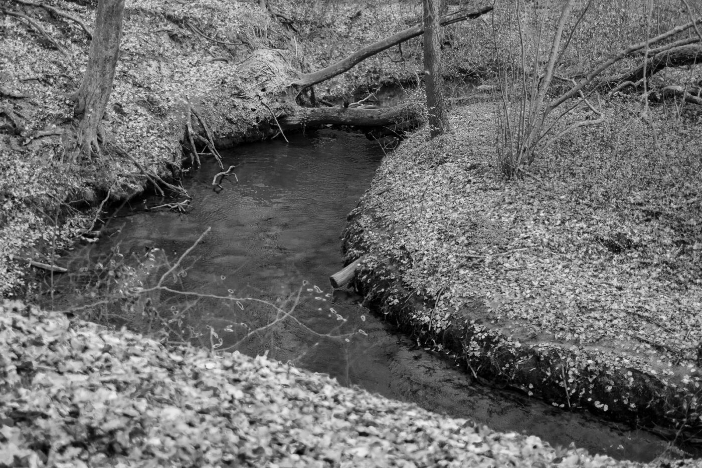 2025-03-28 - NSG Die Burg Marl