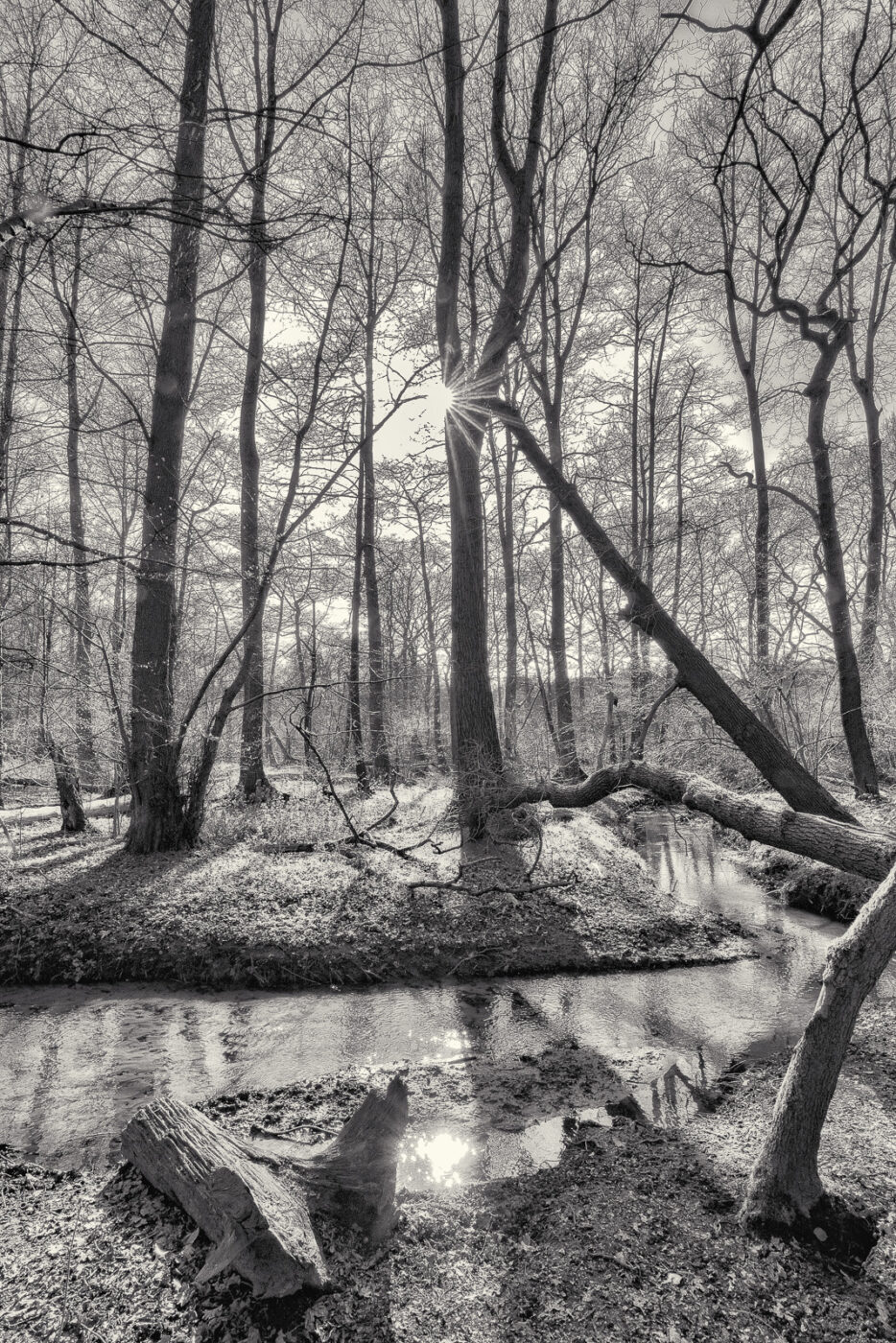 2025-03-28 - NSG Die Burg Marl