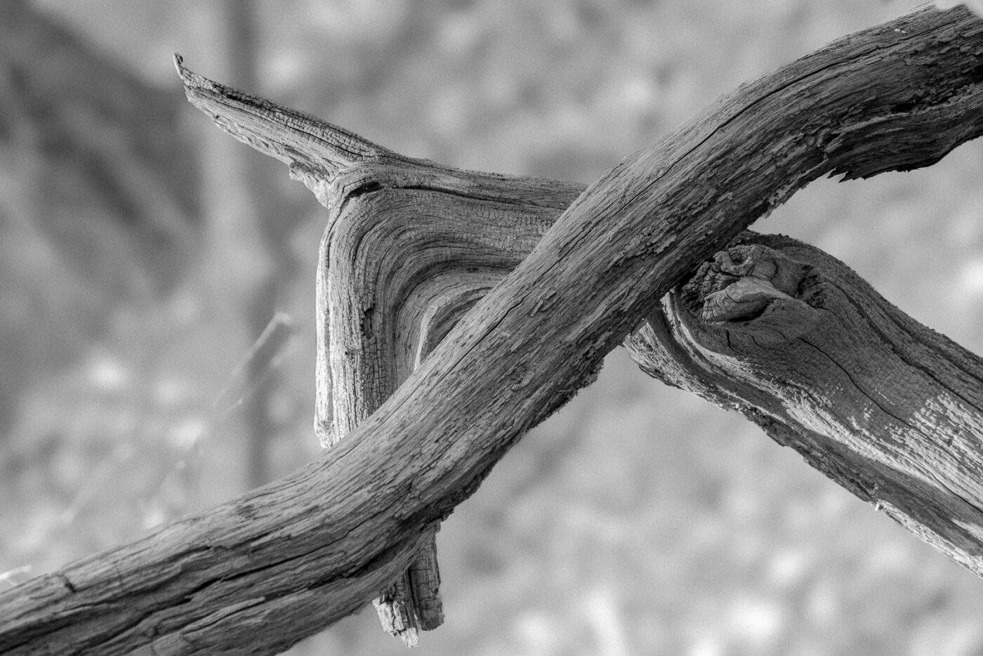 2025-03-28 - NSG Die Burg Marl