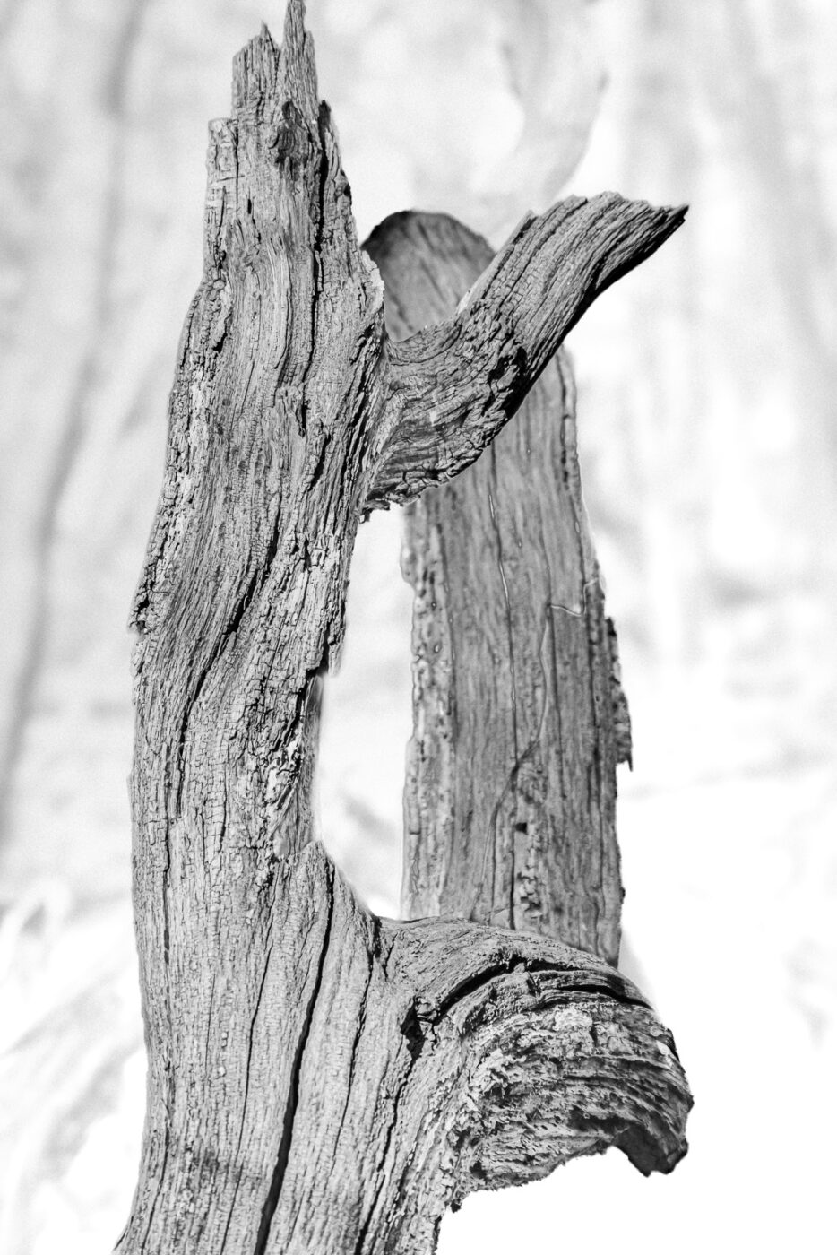 2025-03-28 - NSG Die Burg Marl