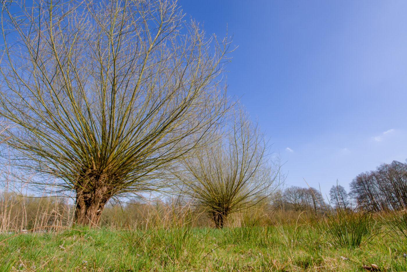 2025-03-28 - NSG Die Burg Marl