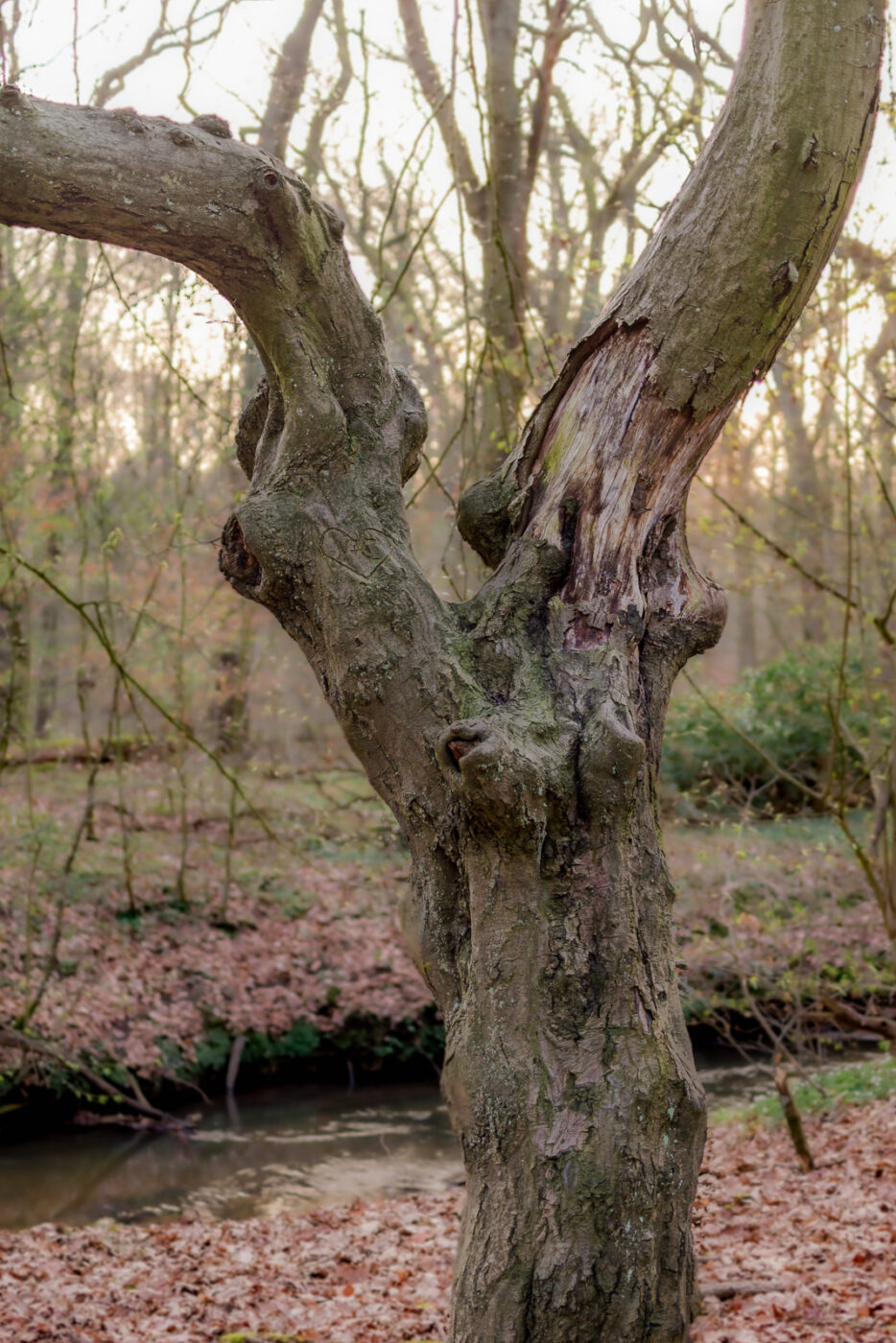 2025-03-28 - NSG Die Burg Marl