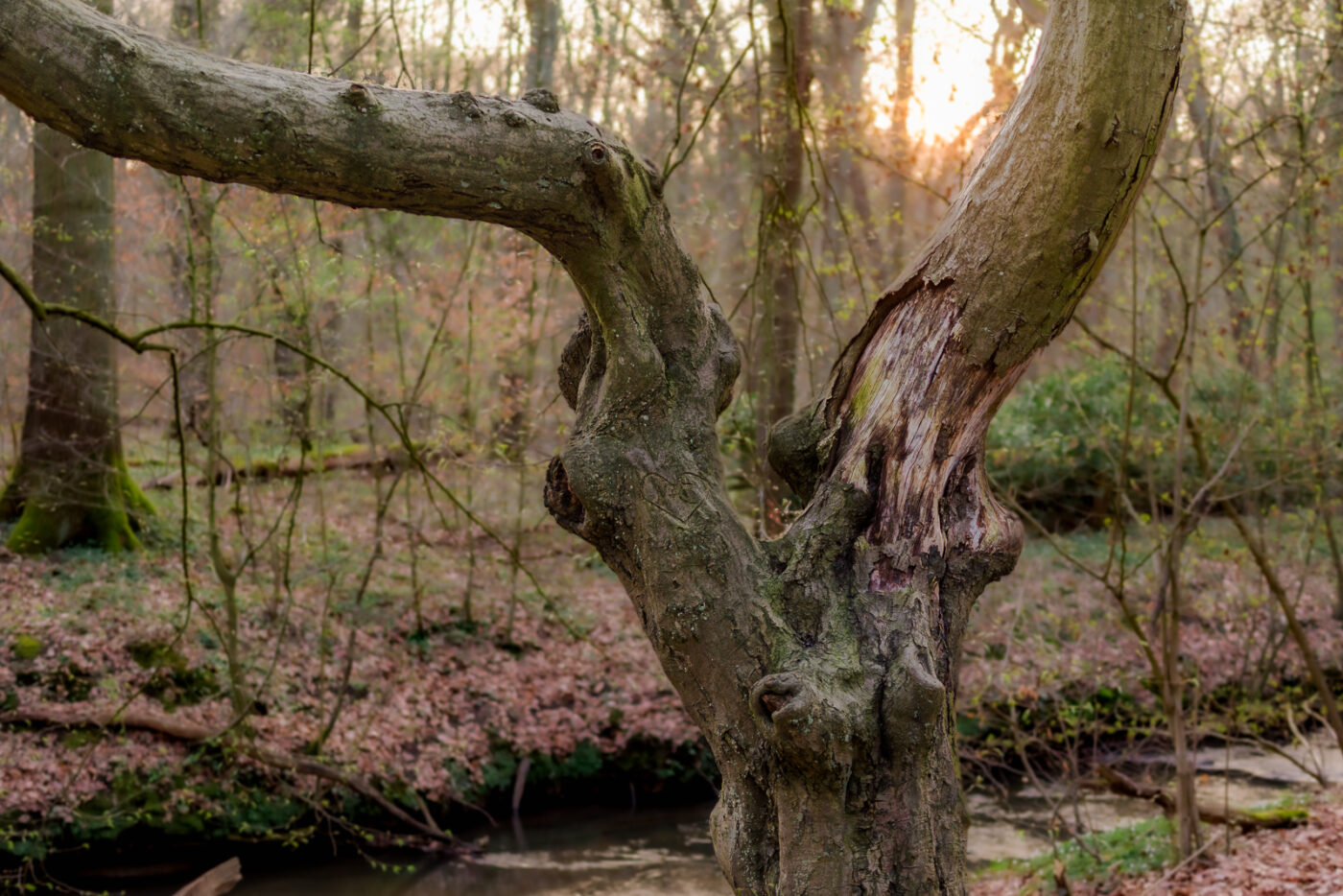 2025-03-28 - NSG Die Burg Marl