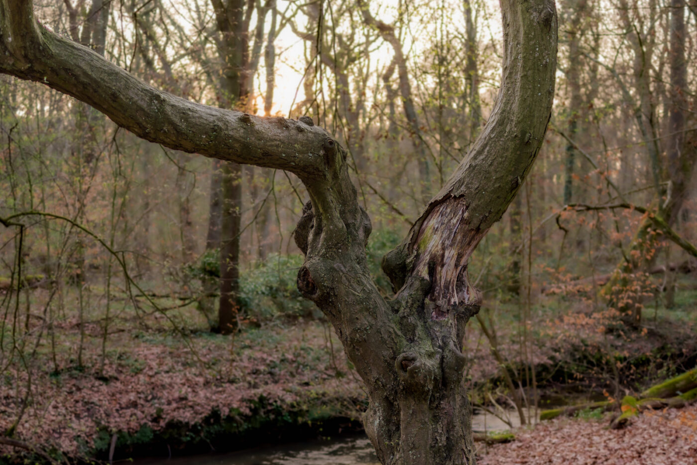 2025-03-28 - NSG Die Burg Marl