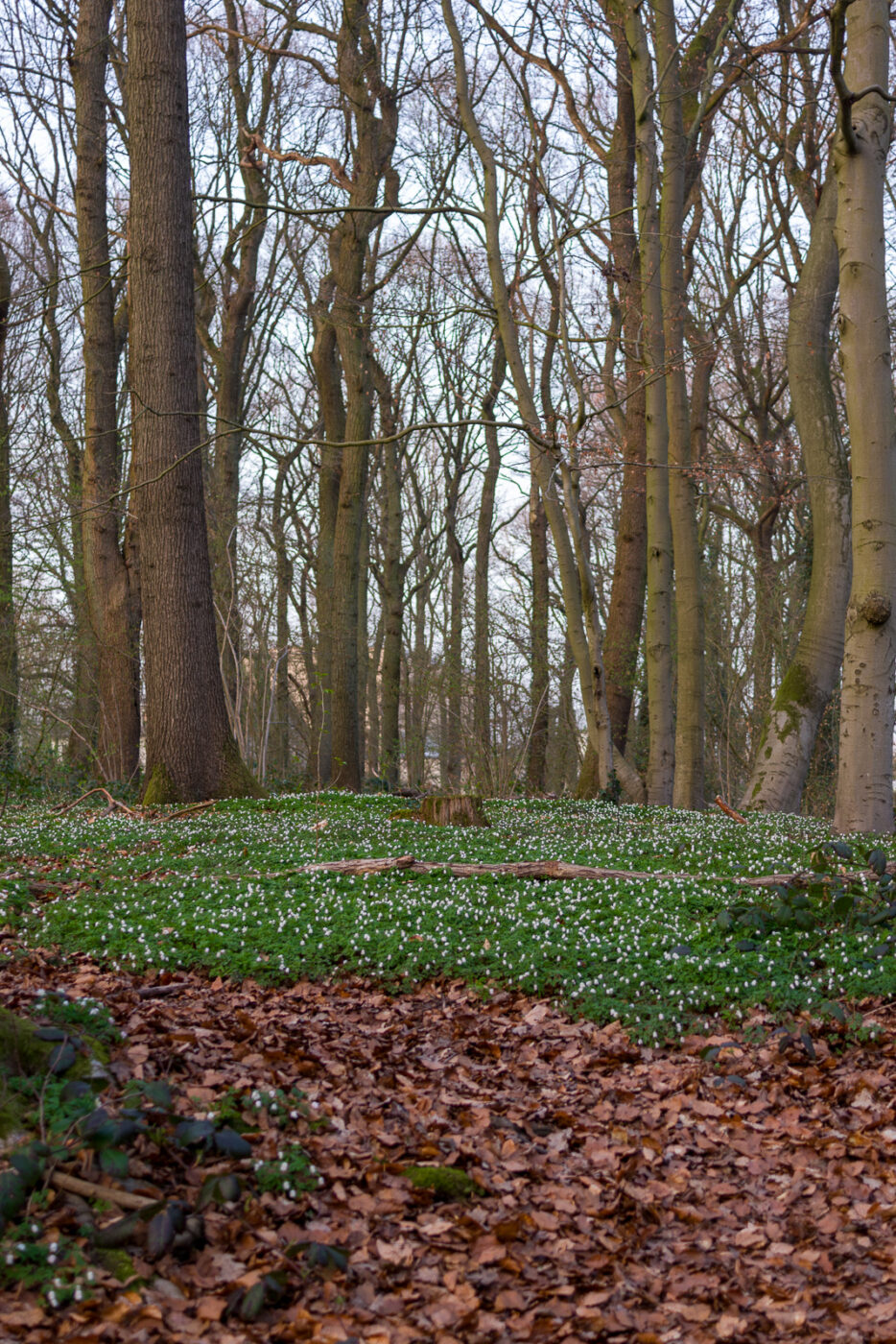 2025-03-28 - NSG Die Burg Marl