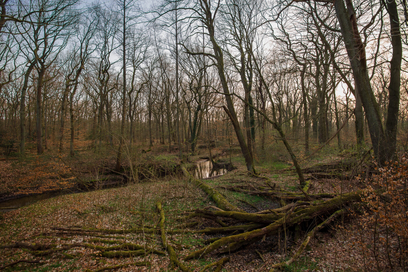 2025-03-28 - NSG Die Burg Marl