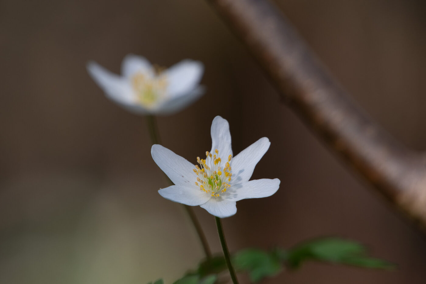 2025-03-28 - NSG Die Burg Marl